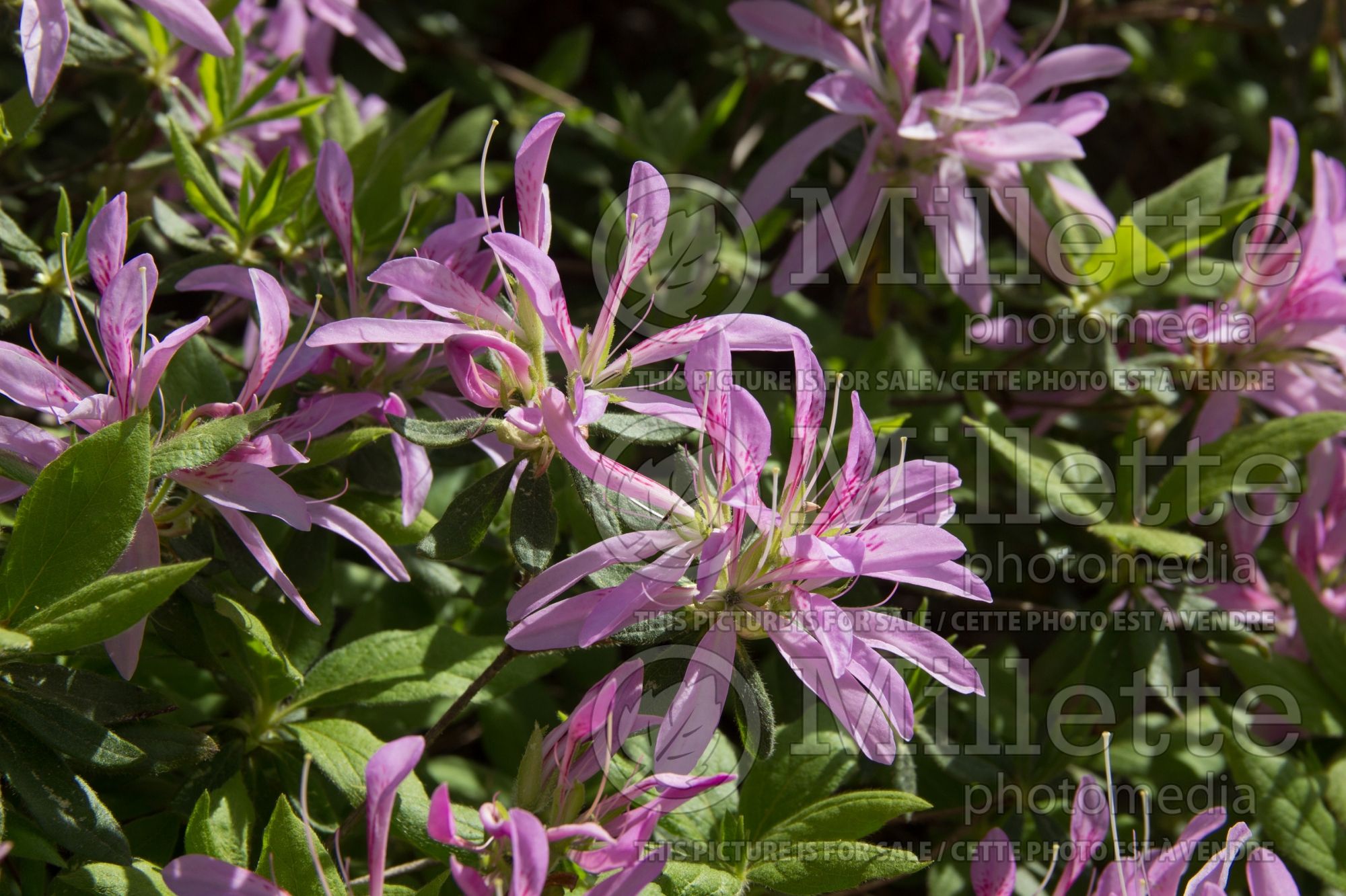 Azalea aka Rhododendron Koromo Shikibu (Rhododendron azalea) 2