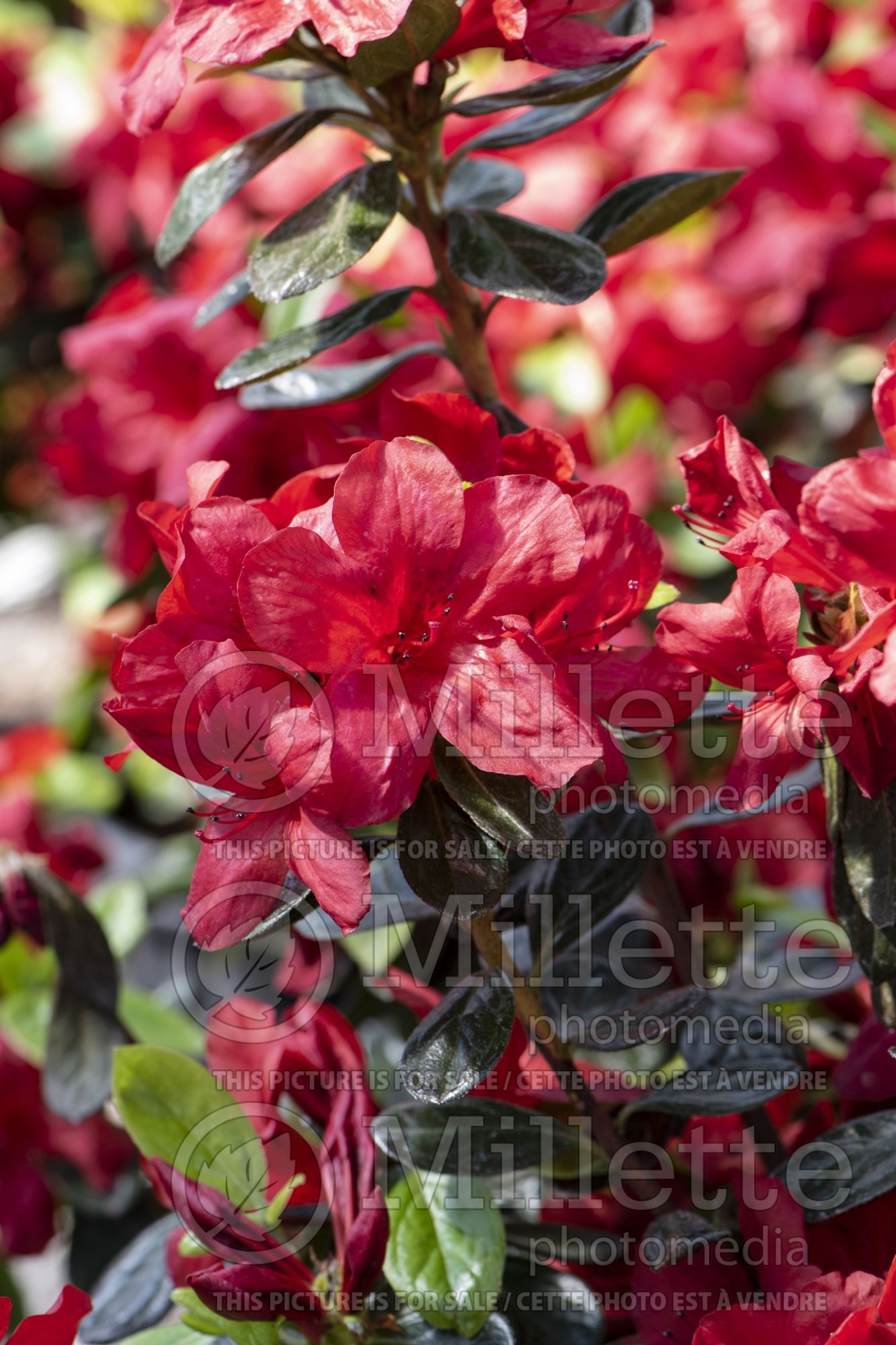 Azalea aka Rhododendron Midnight Flare (Rhododendron azalea) 1