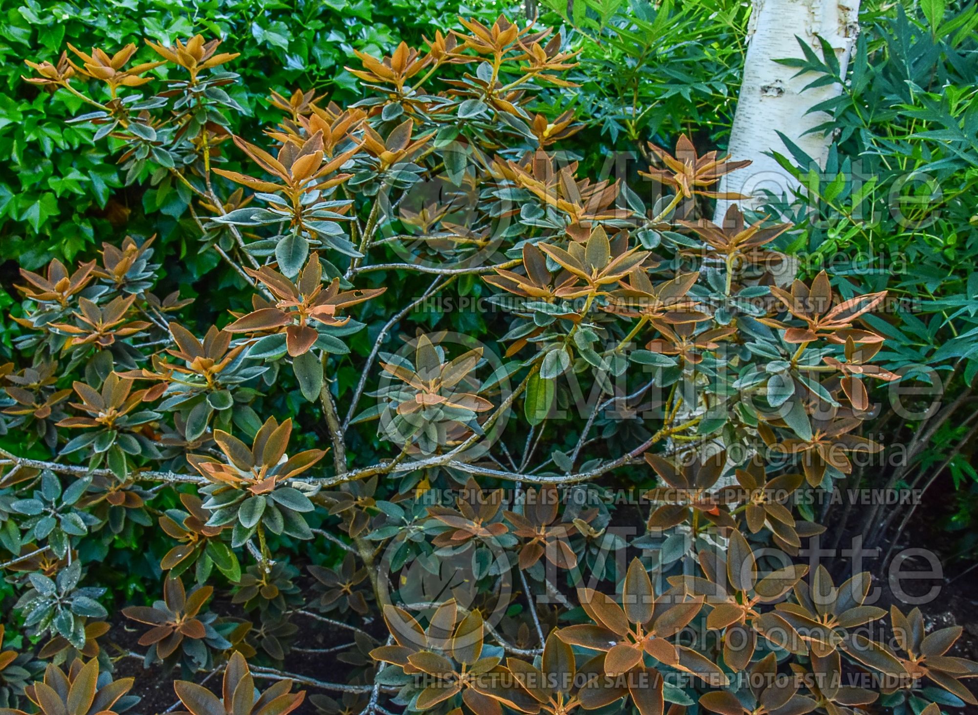 Azalea aka Rhododendron pachysanthum (Rhododendron) 6