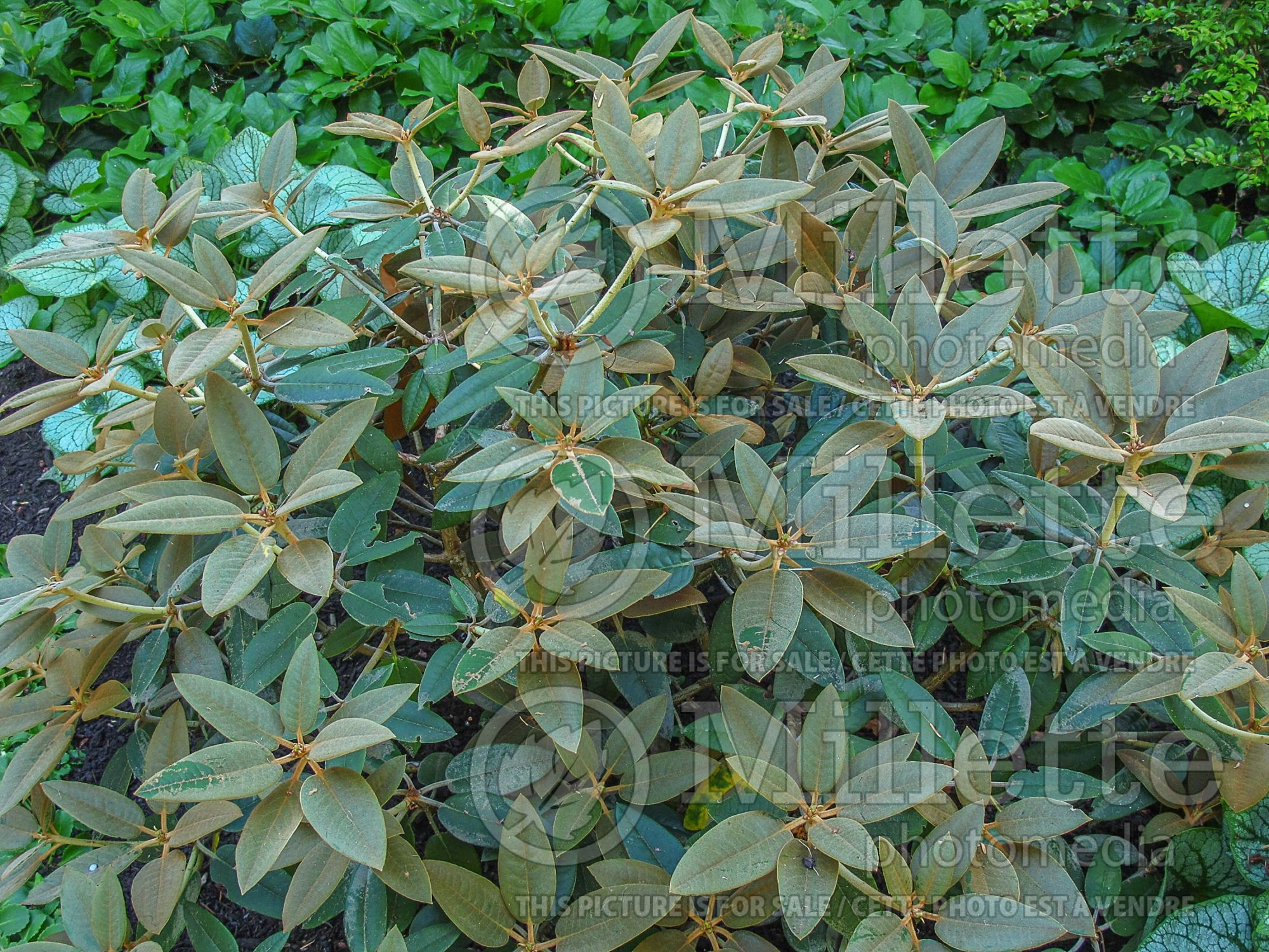 Azalea aka Rhododendron pachysanthum (Rhododendron) 7