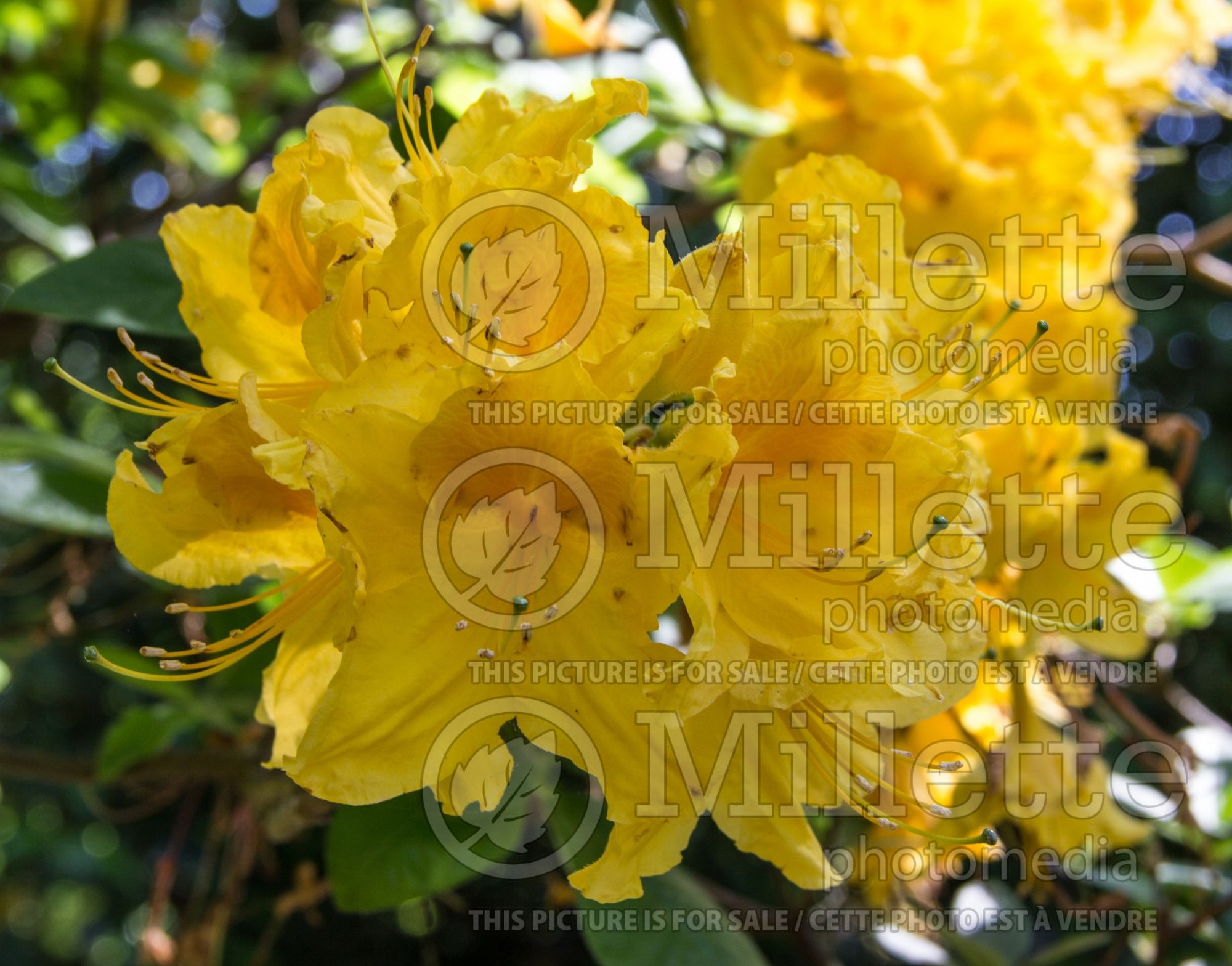 Azalea aka Rhododendron Persian Melon aka Persian Melon Ilam (Rhododendron azalea) 1