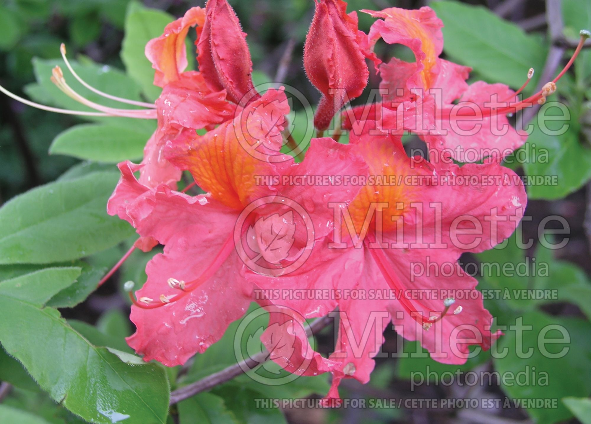Azalea aka Rhododendron Pink-A-Boo (Azalea or Rhododentron) 1