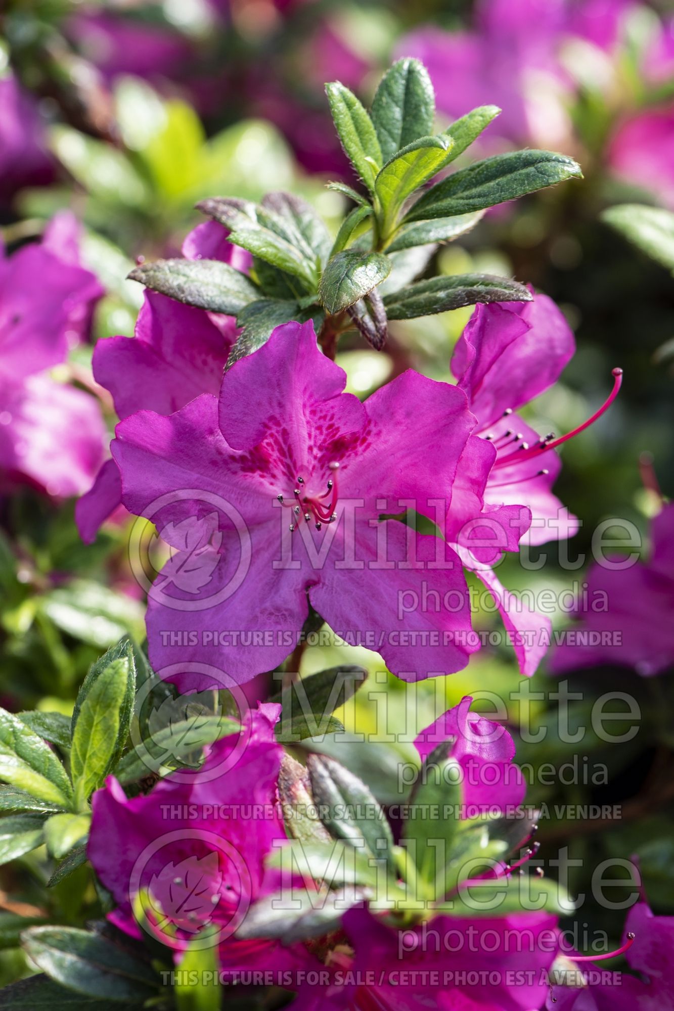 Azalea aka Rhododendron Purple Spectacular (Rhododendron azalea) 1