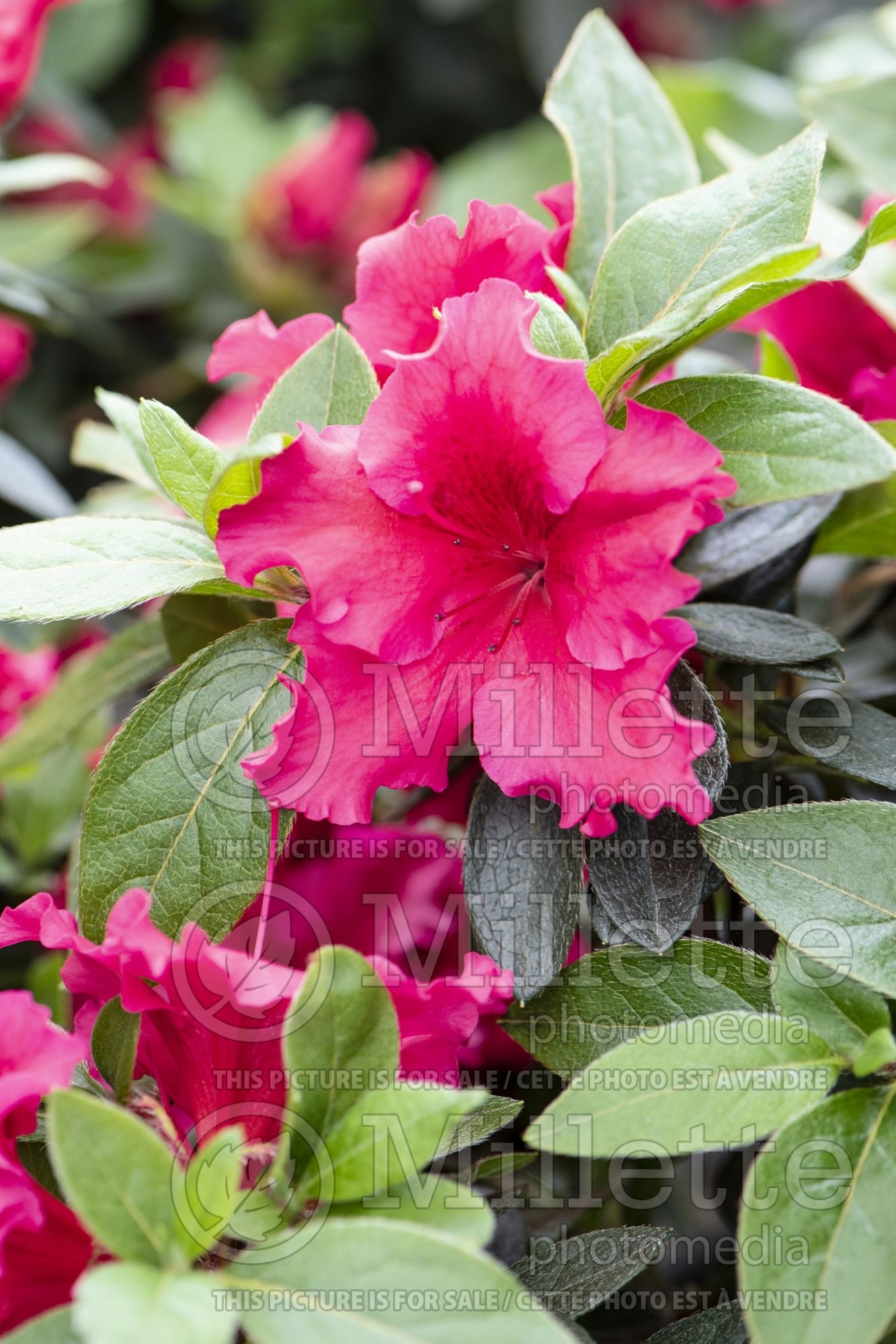 Azalea aka Rhododendron Red Bird (Rhododendron azalea) 1