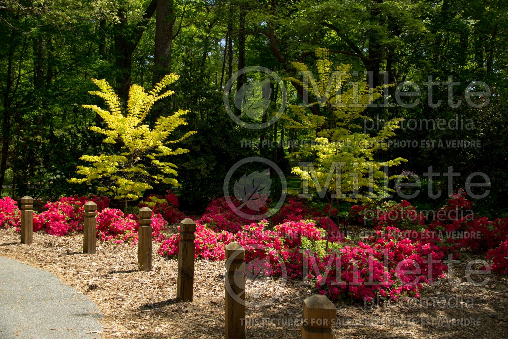 Azalea aka Rhododendron Red Ruffles (Rhododendron azalea) 1