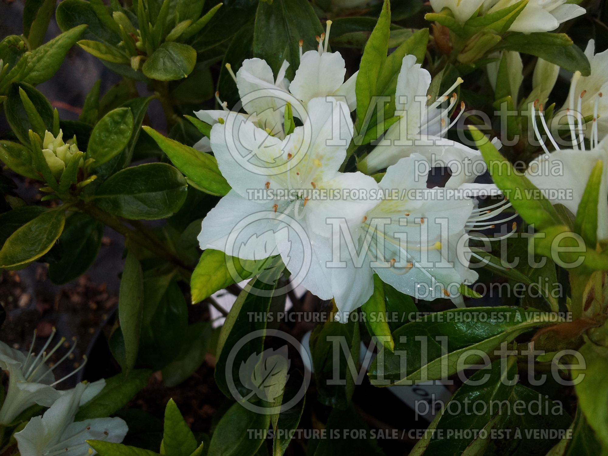 Azalea aka Rhododendron Snow White (Rhododendron Azalea) 1