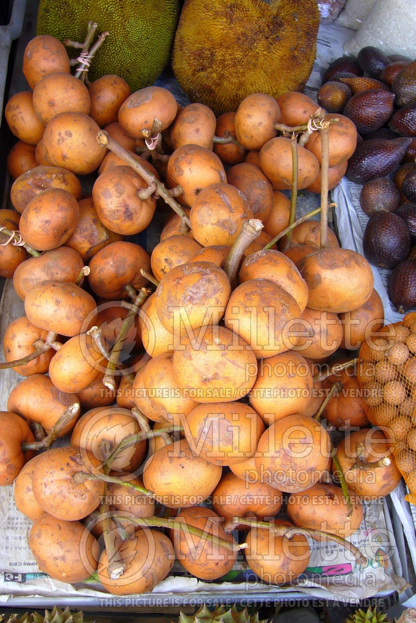 Baccaurea macrocarpa (tampoi lara fruit) 1