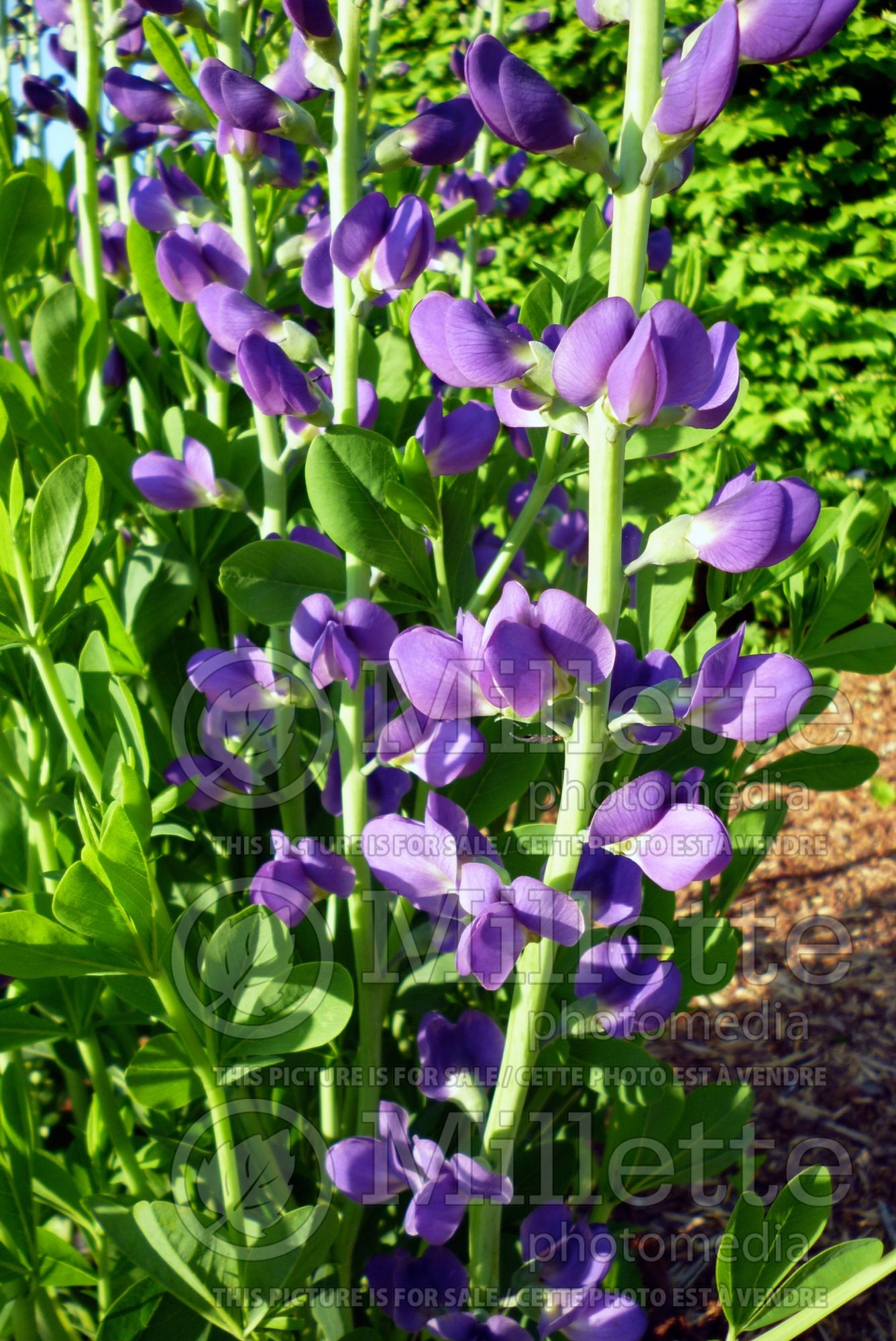 Baptisia Decadence Blueberry Sundae (Wild Indigo or False Indigo) 3