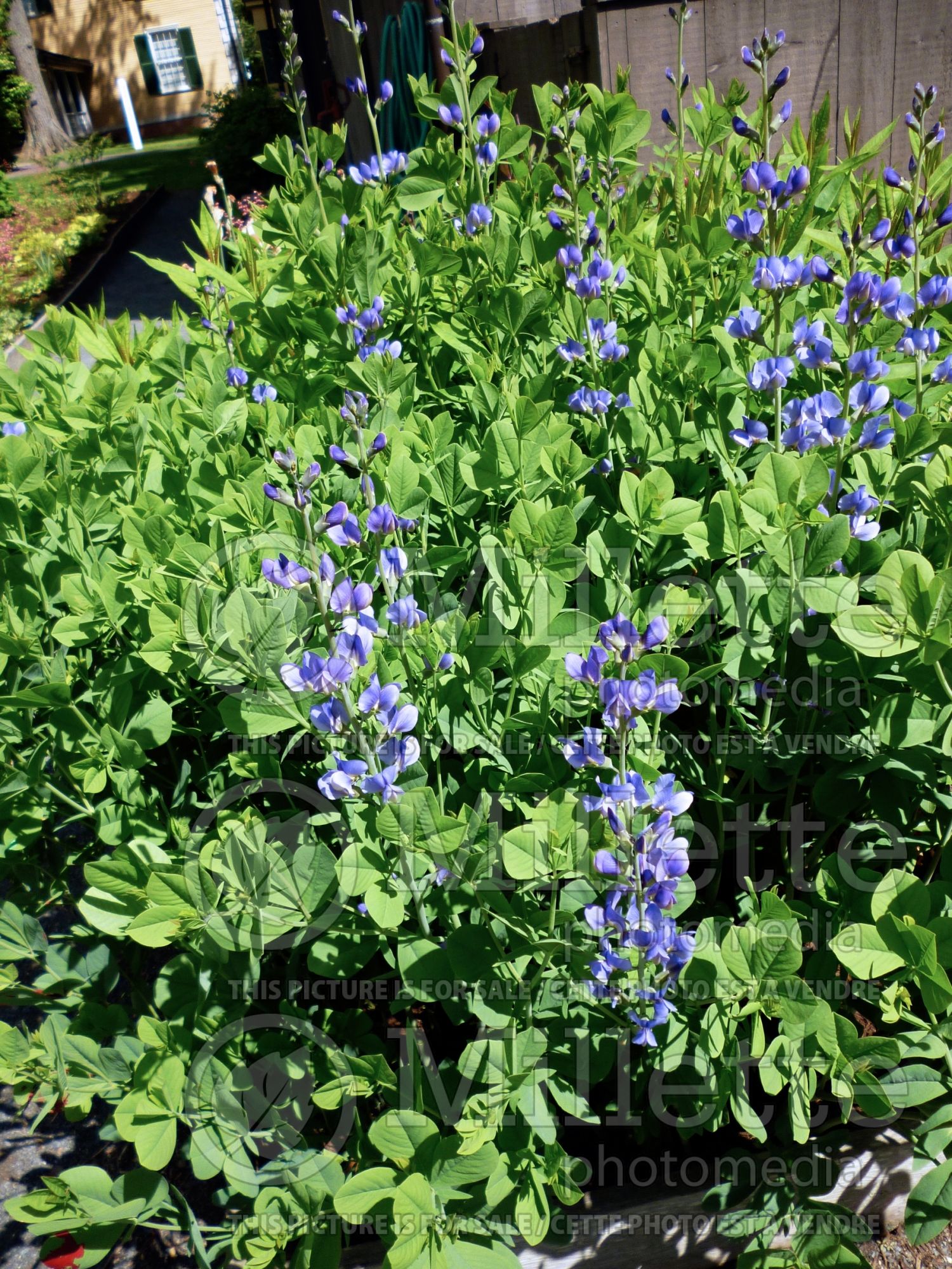 Baptisia Decadence Blueberry Sundae (Wild Indigo or False Indigo) 4