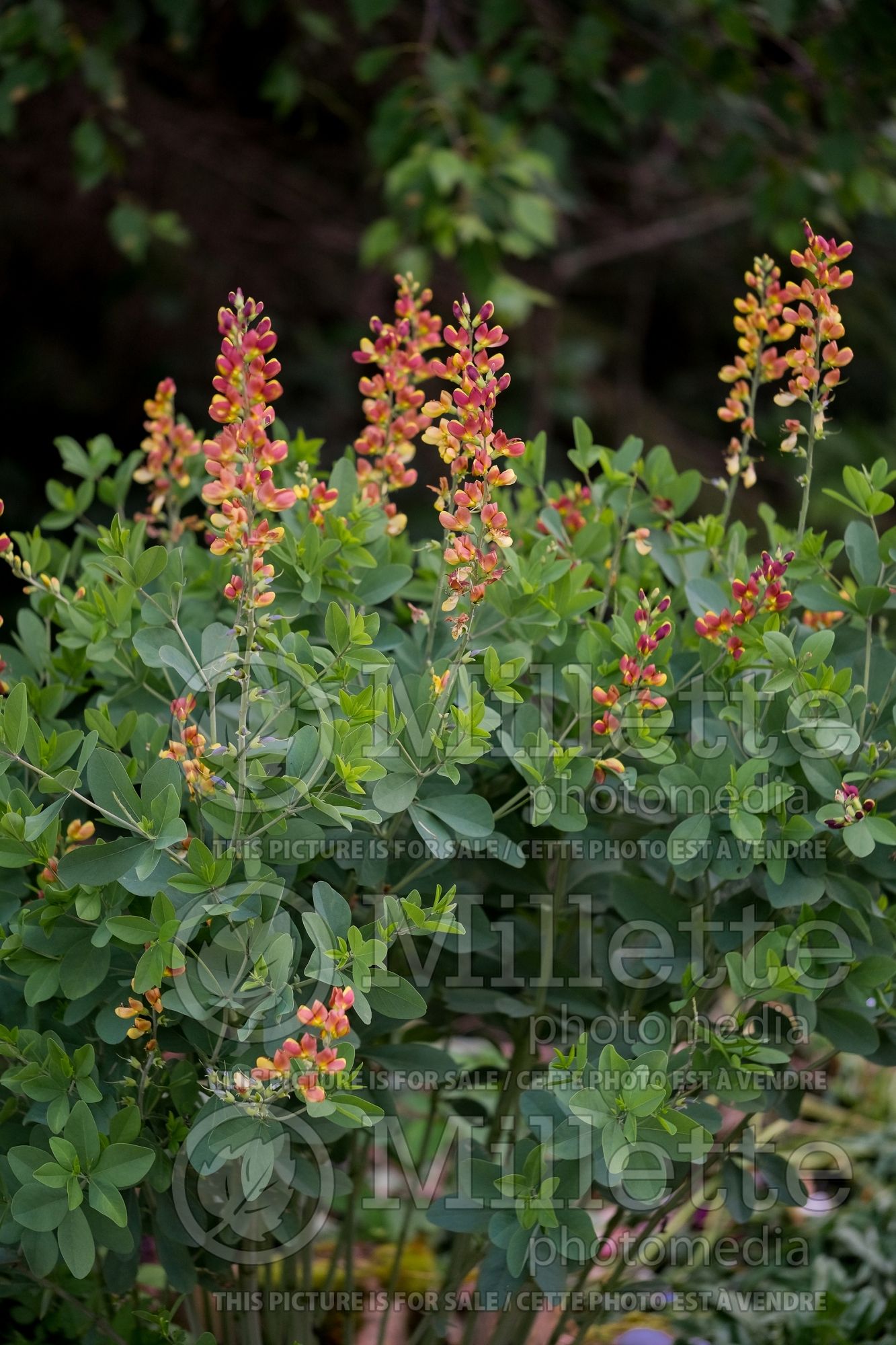 Baptisia Decadence Cherries Jubilee (Wild Indigo or False Indigo) 5