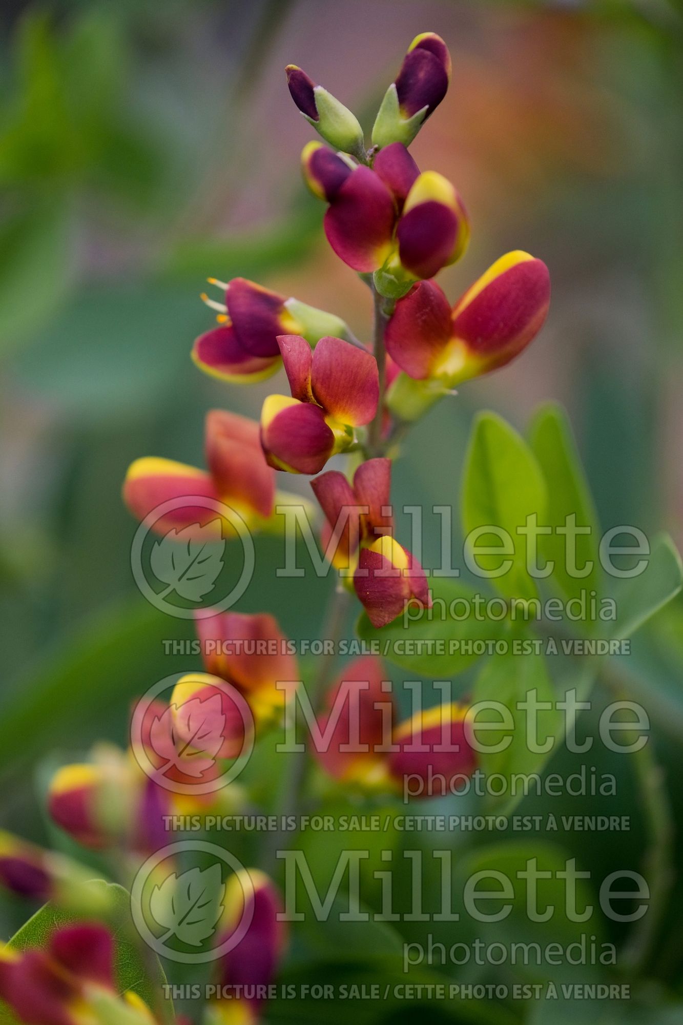 Baptisia Decadence Cherries Jubilee (Wild Indigo or False Indigo) 6