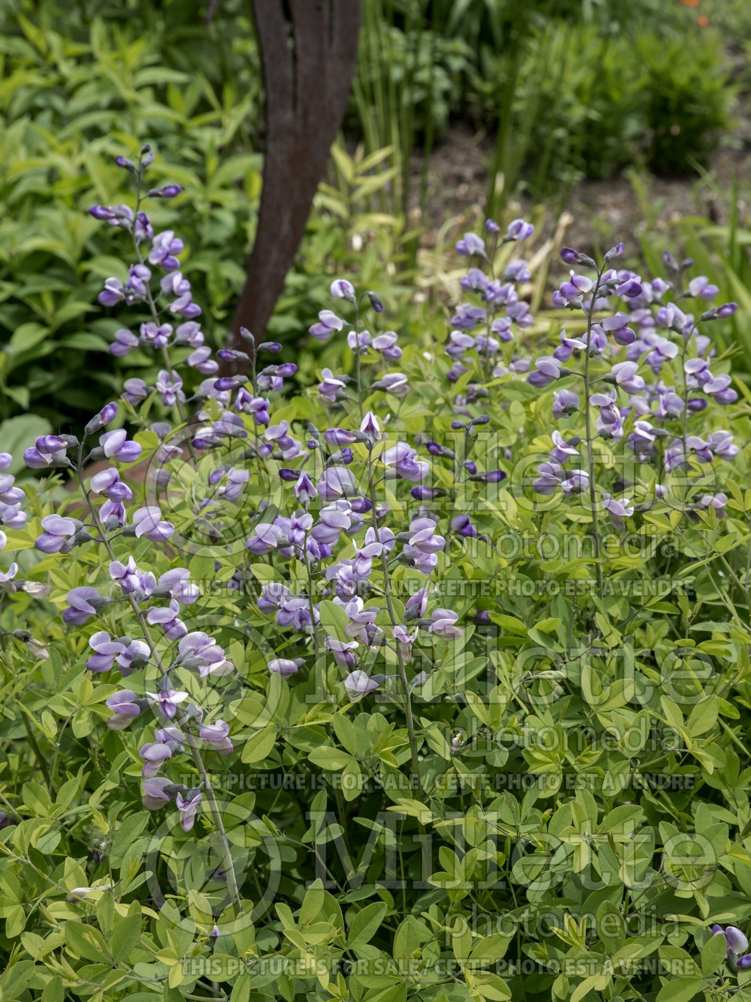 Baptisia Purple Smoke (Wild Indigo aka False Indigo) 5