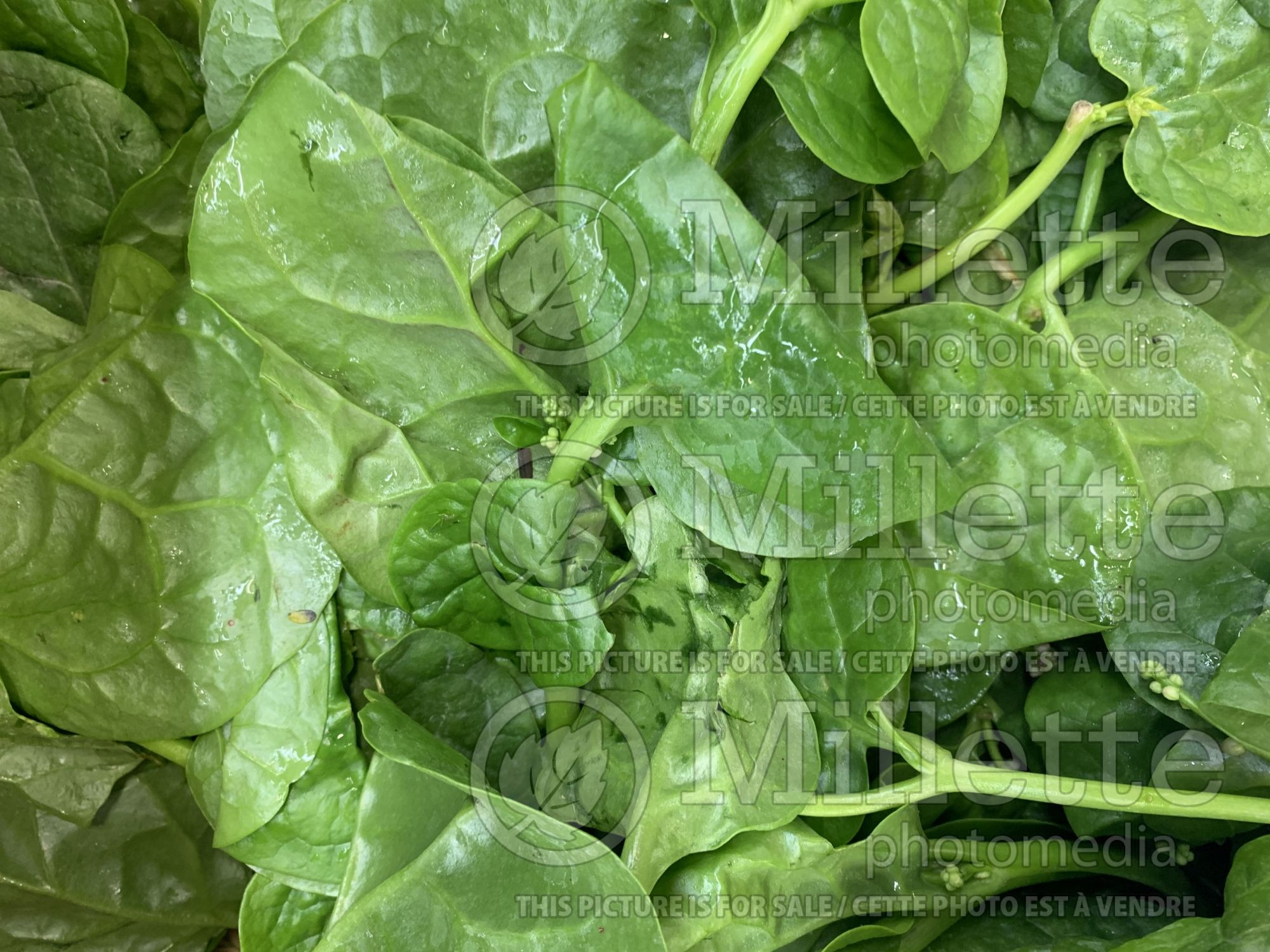 Basella alba (Malabar spinach, vine spinach, Ceylon spinach herb) 1