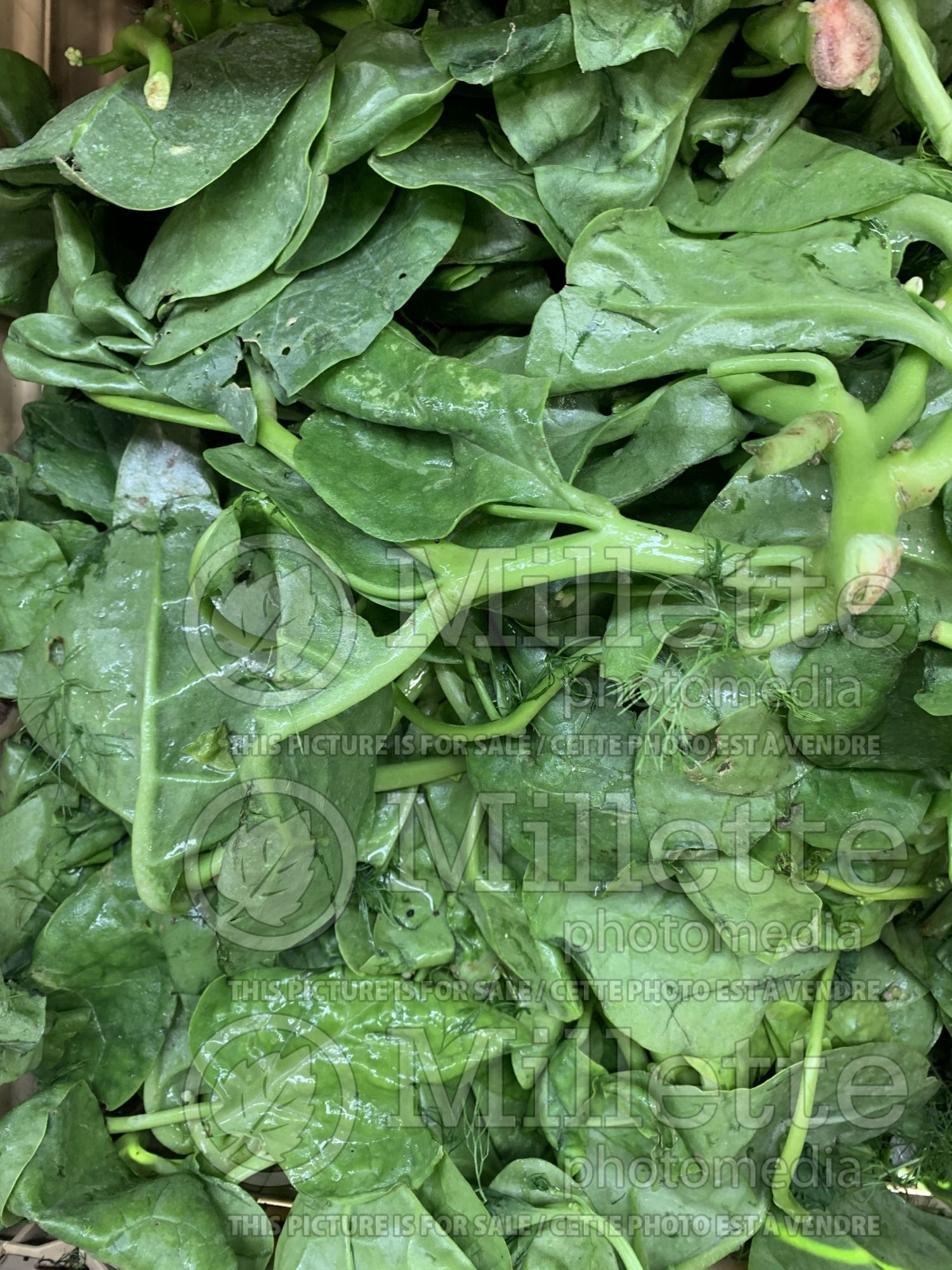 Basella alba (Malabar spinach, vine spinach, Ceylon spinach herb) 2