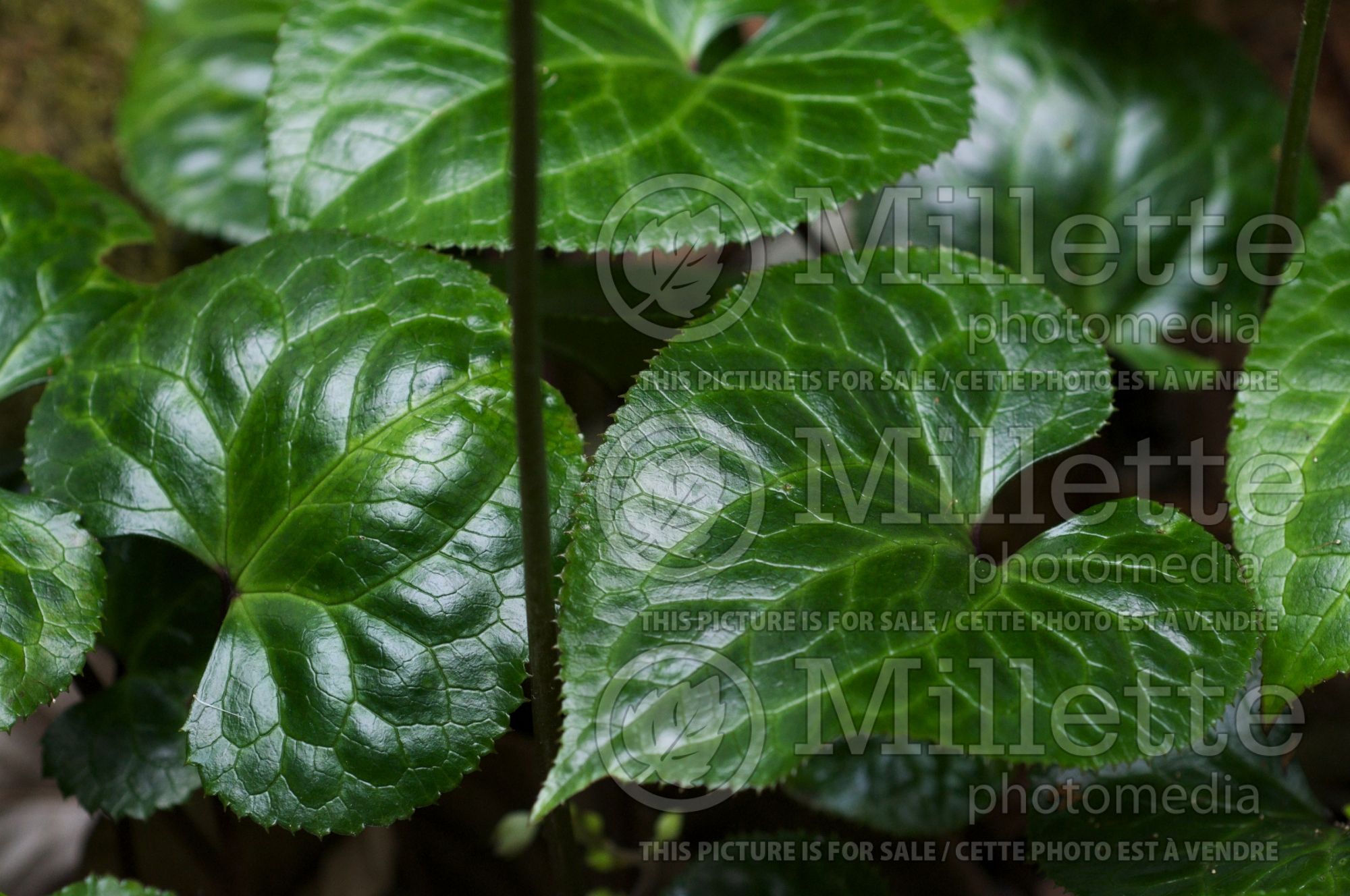 Beesia deltophylla (Beesia) 4