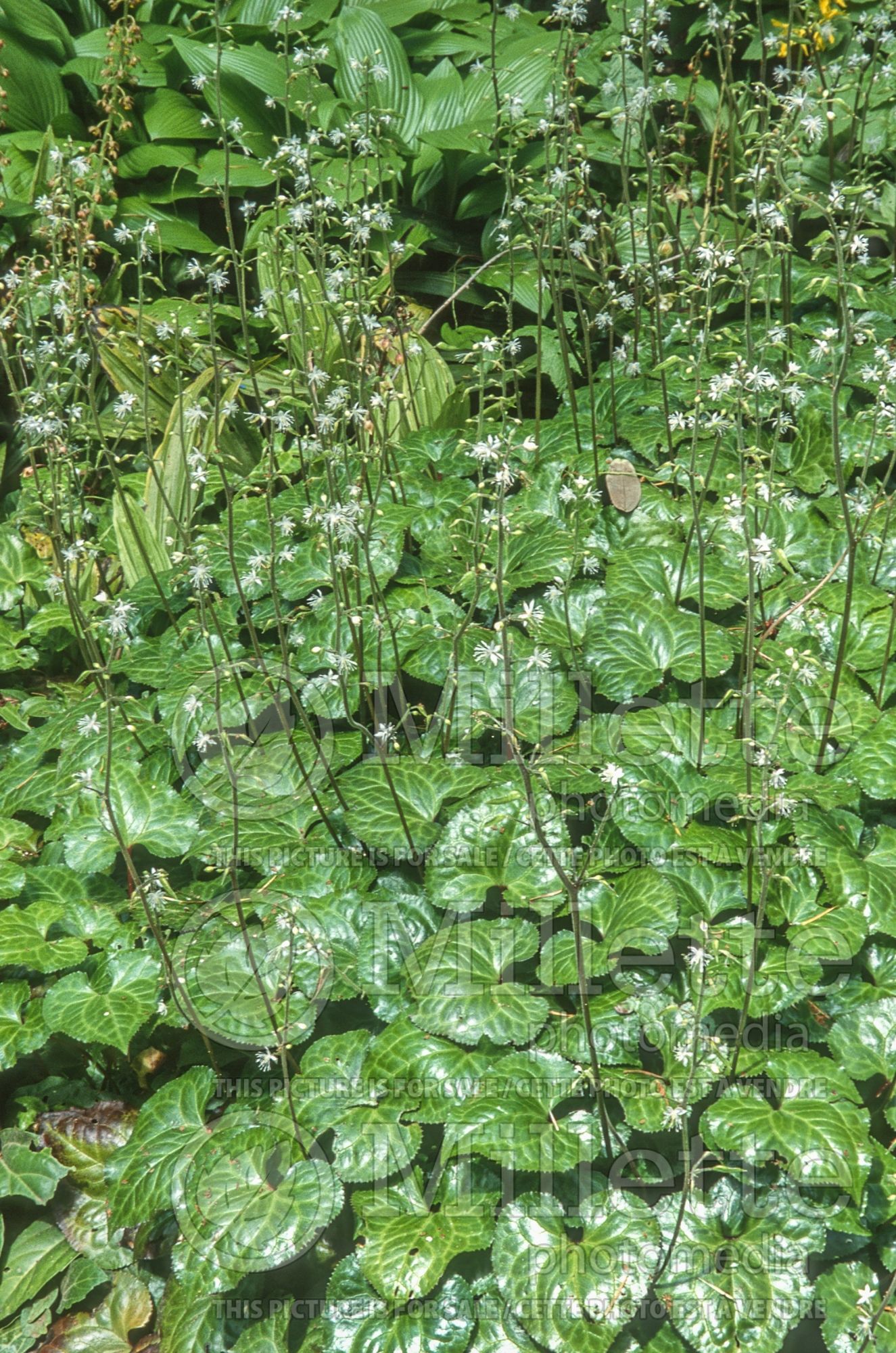 Beesia deltophylla (Beesia) 7