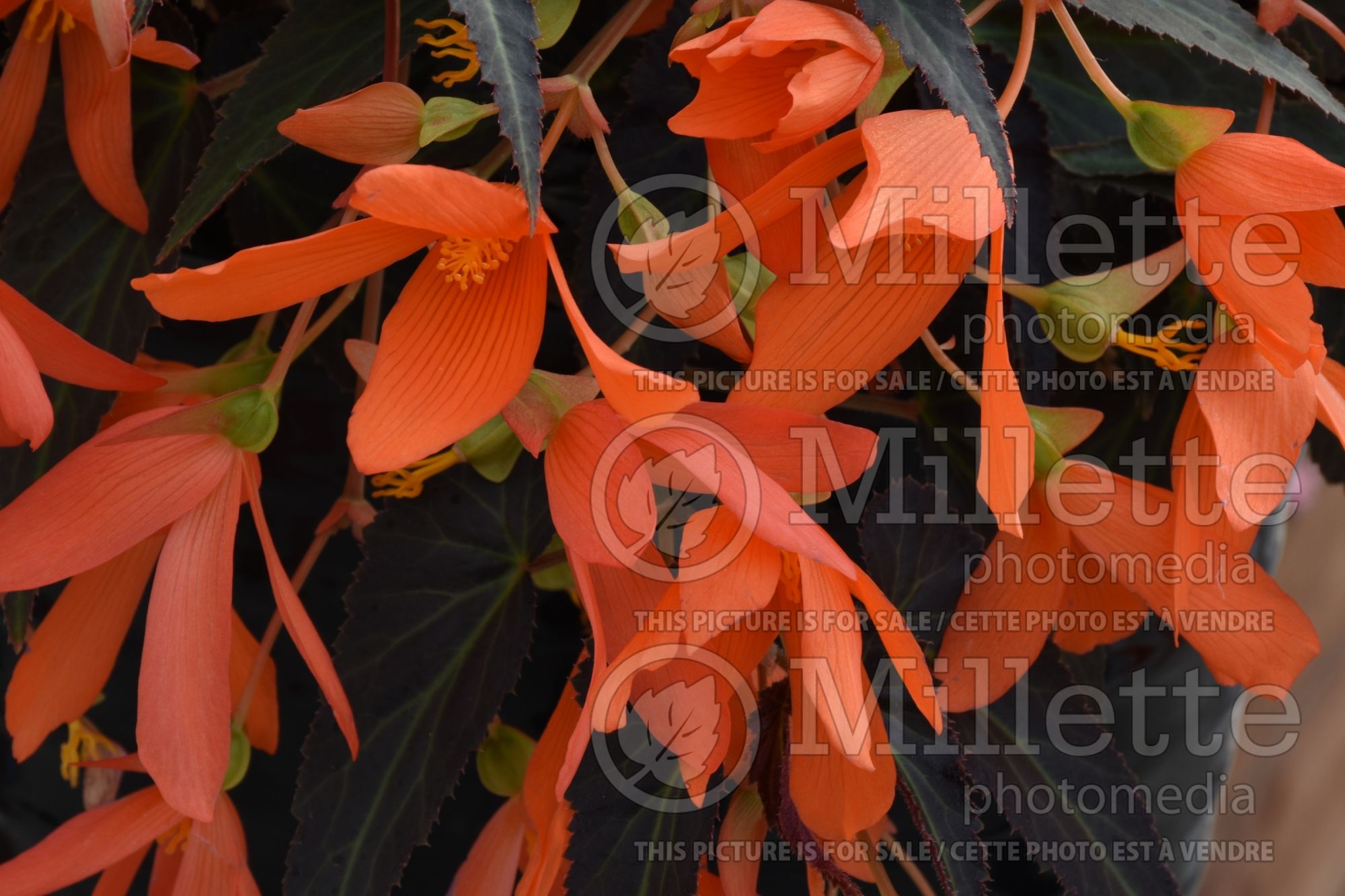 Begonia Bossa Nova Night Fever Papaya (Begonia) 1