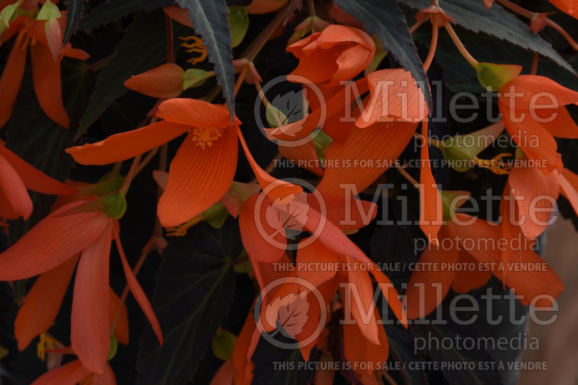 Begonia Bossa Nova Night Fever Papaya (Begonia) 2