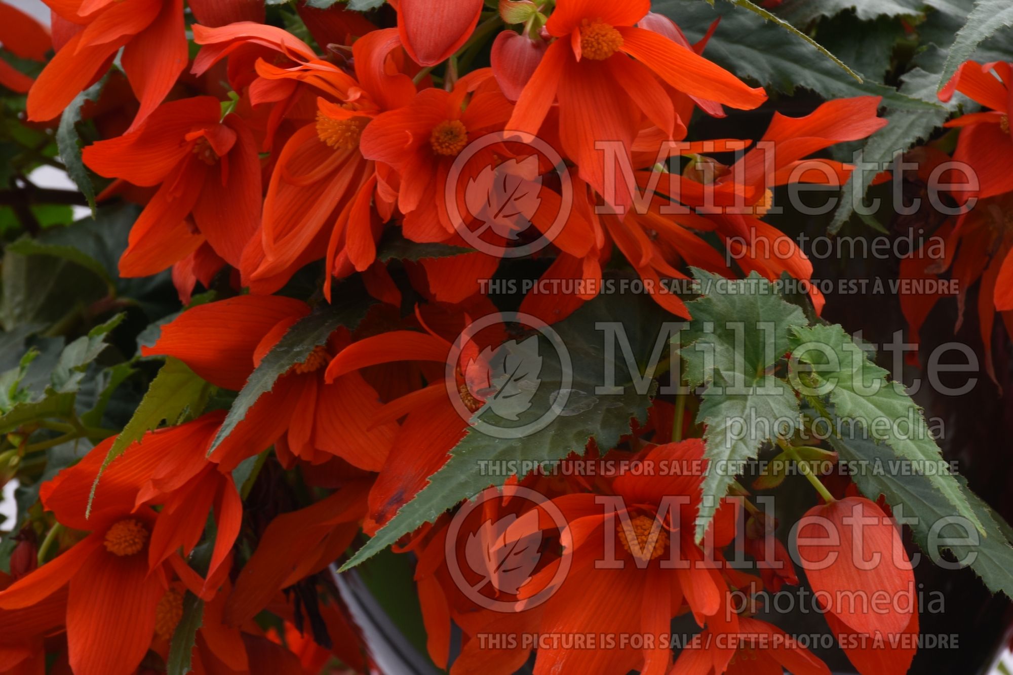 Begonia Funky Orange (begonia) 1