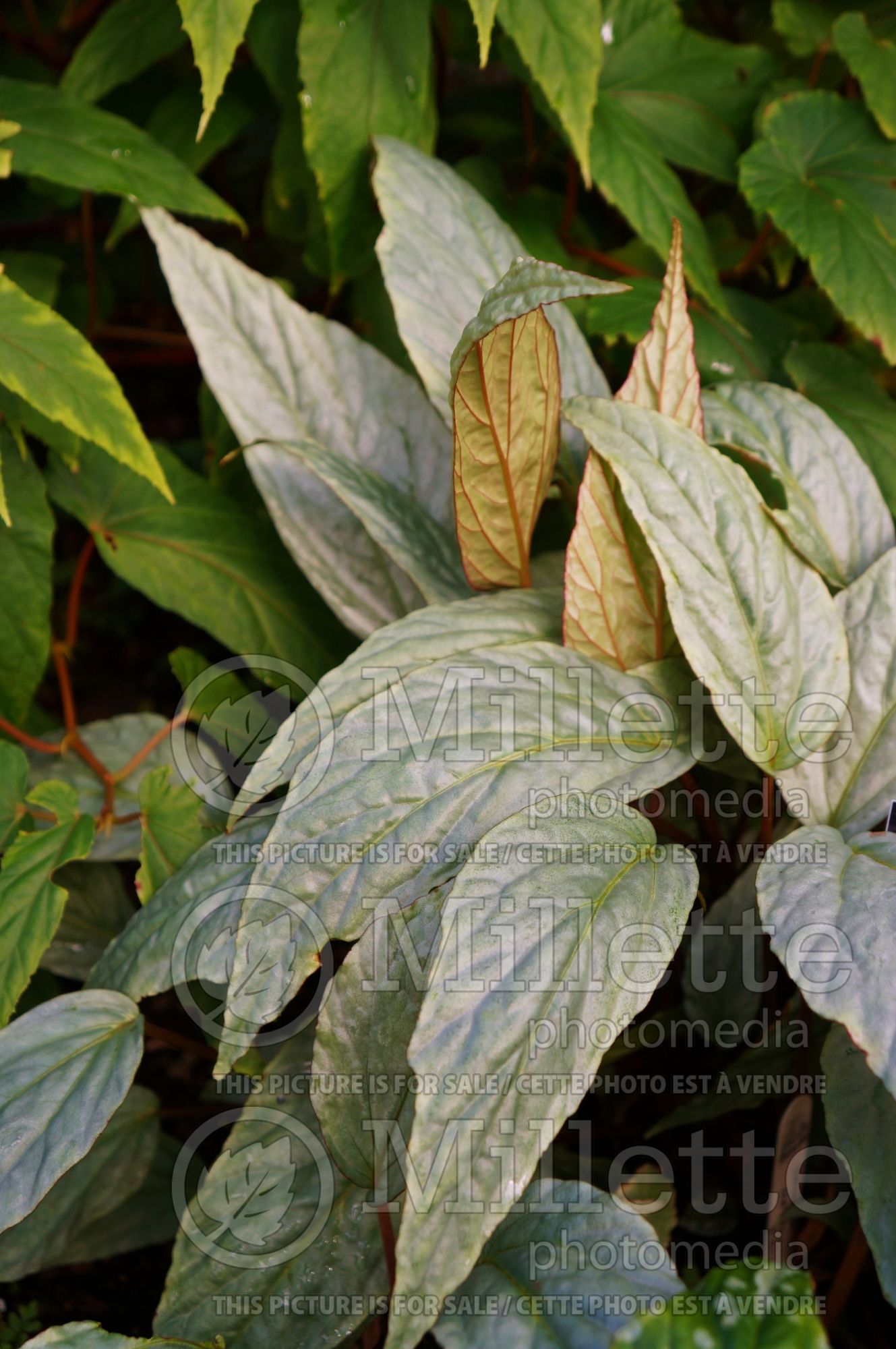 Begonia Silver (Begonia) 1