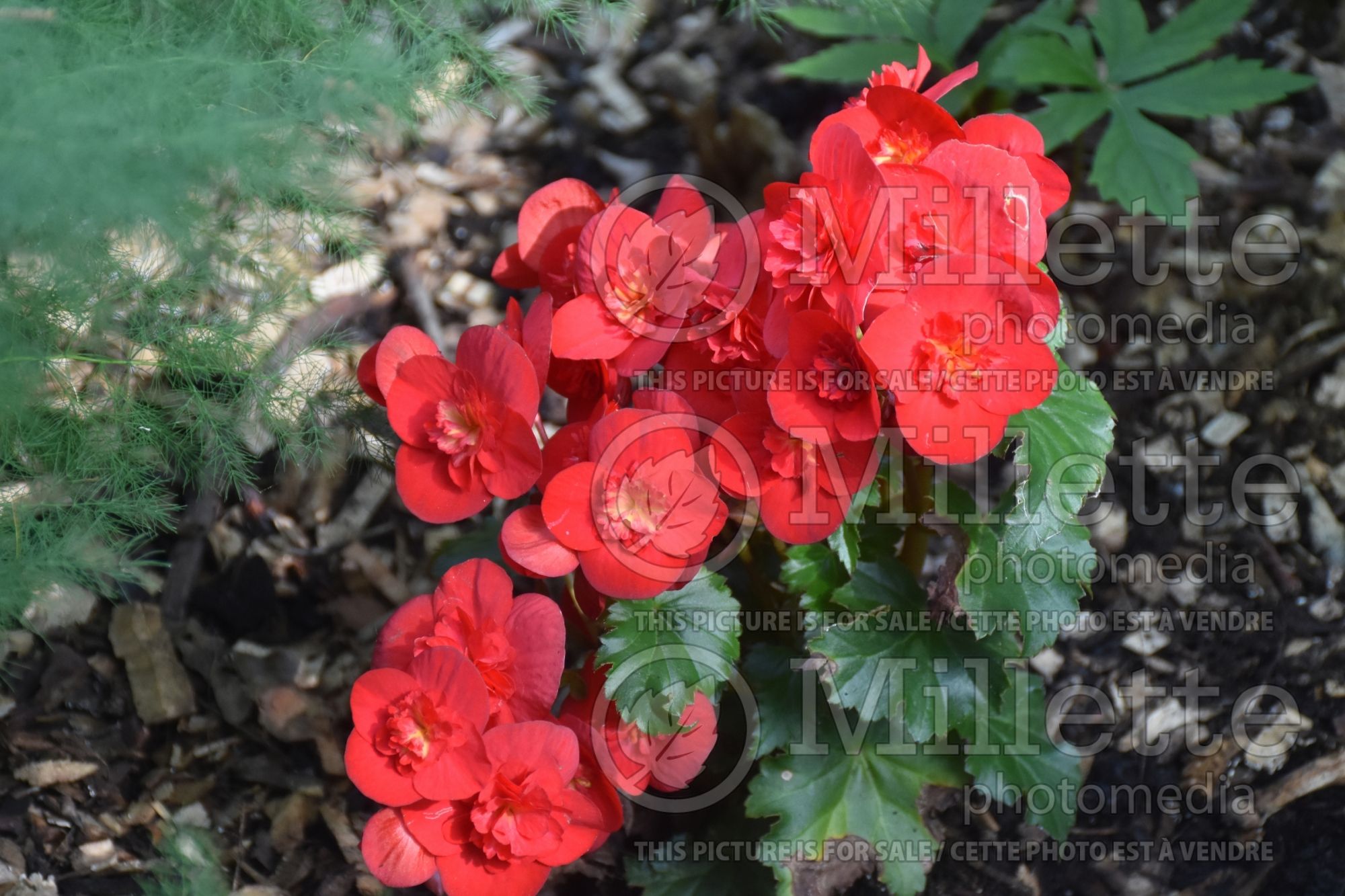 Begonia BK Bonny (begonia) 1