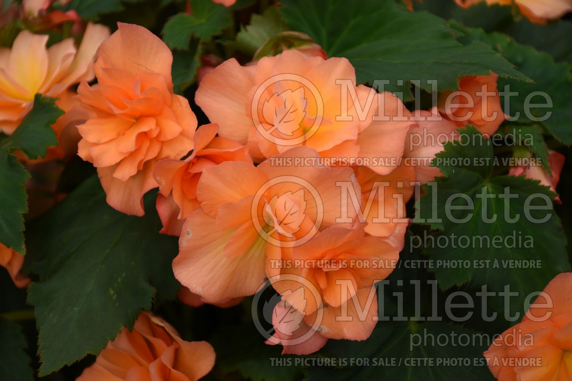 Begonia Solenia Apricot (Begonia) 2