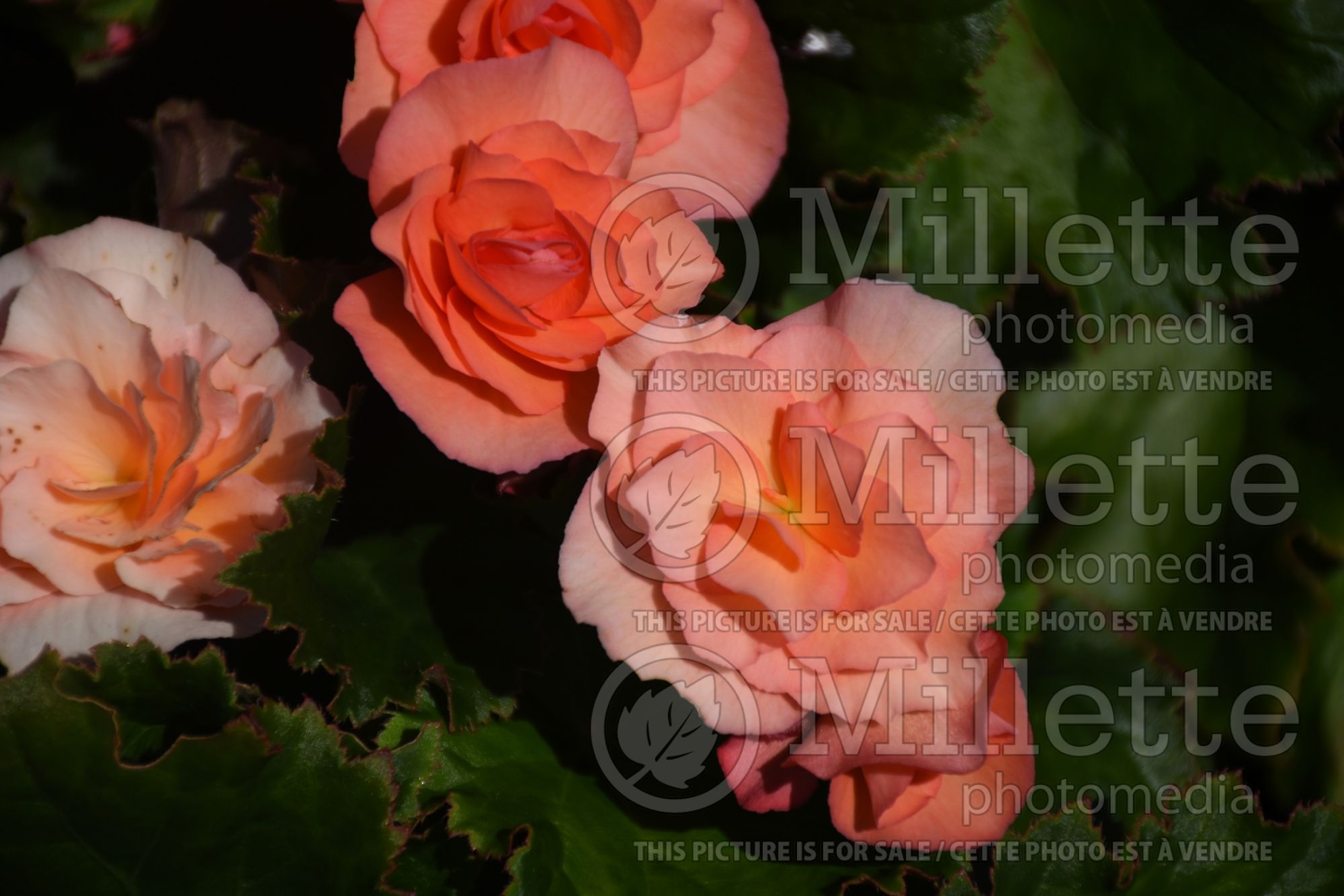 Begonia Solenia Apricot (Begonia) 3