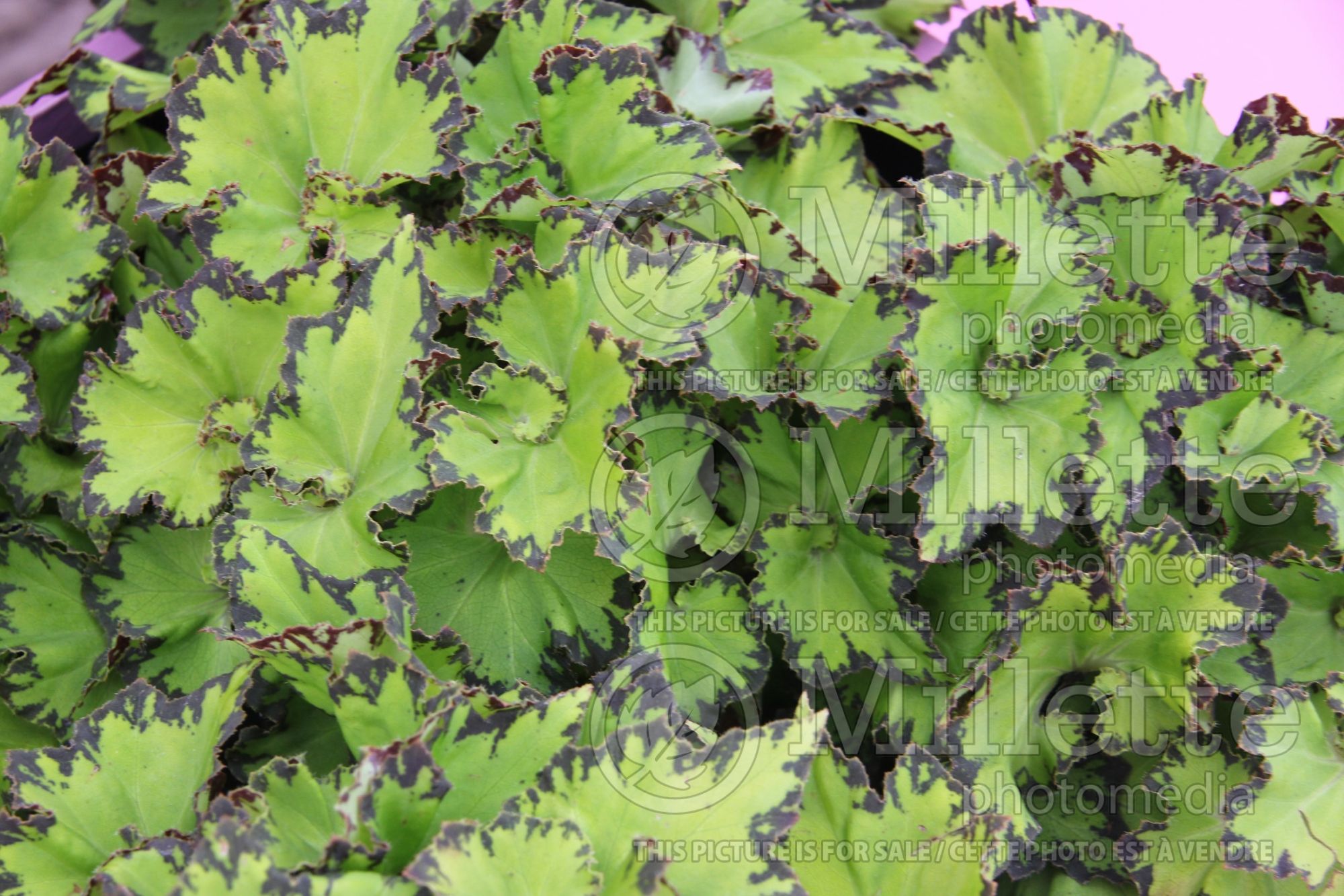 Begonia Jive (Begonia) 1