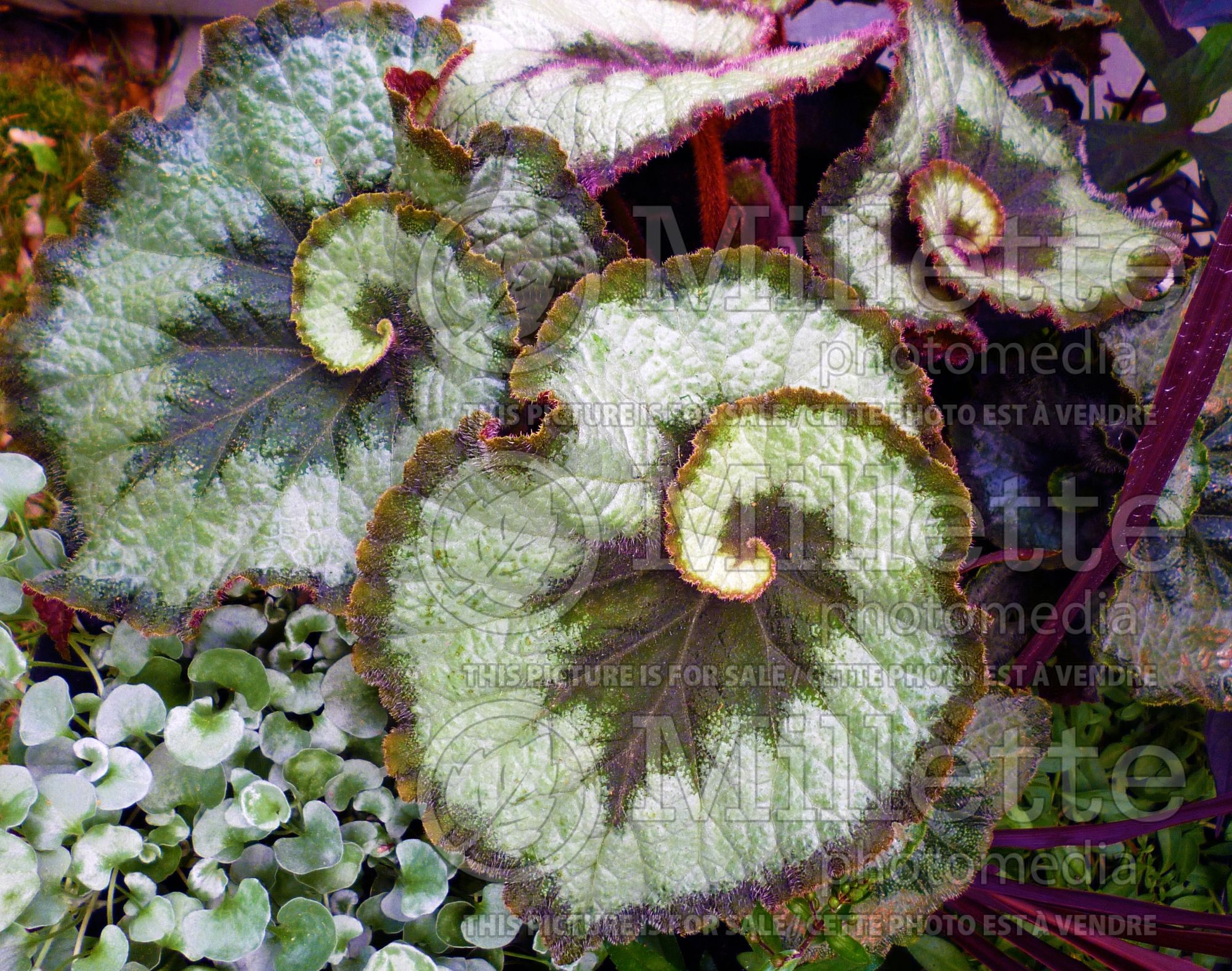 Begonia Nautilus (begonia) 1