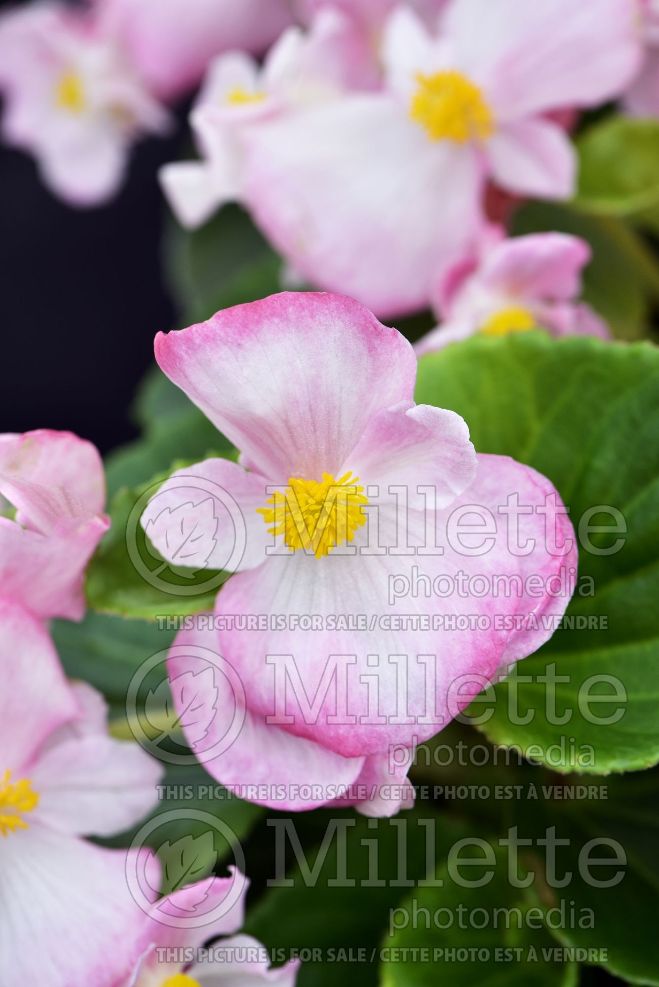 Begonia Tophat Rose Bicolor (begonia) 1