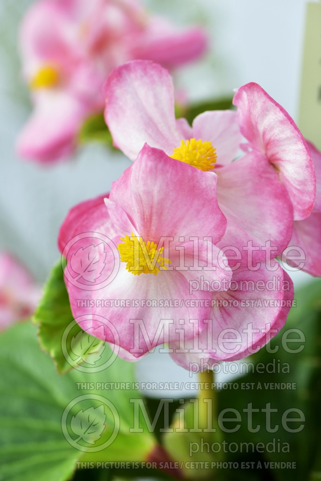 Begonia Tophat Rose Bicolor (begonia) 2
