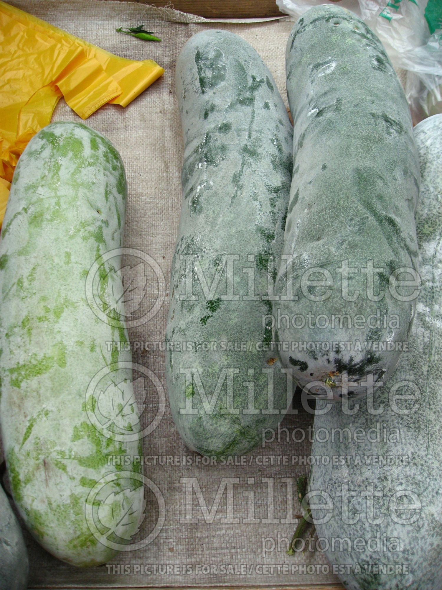 Benincasa hispida (wax gourd vegetable - courge) 1