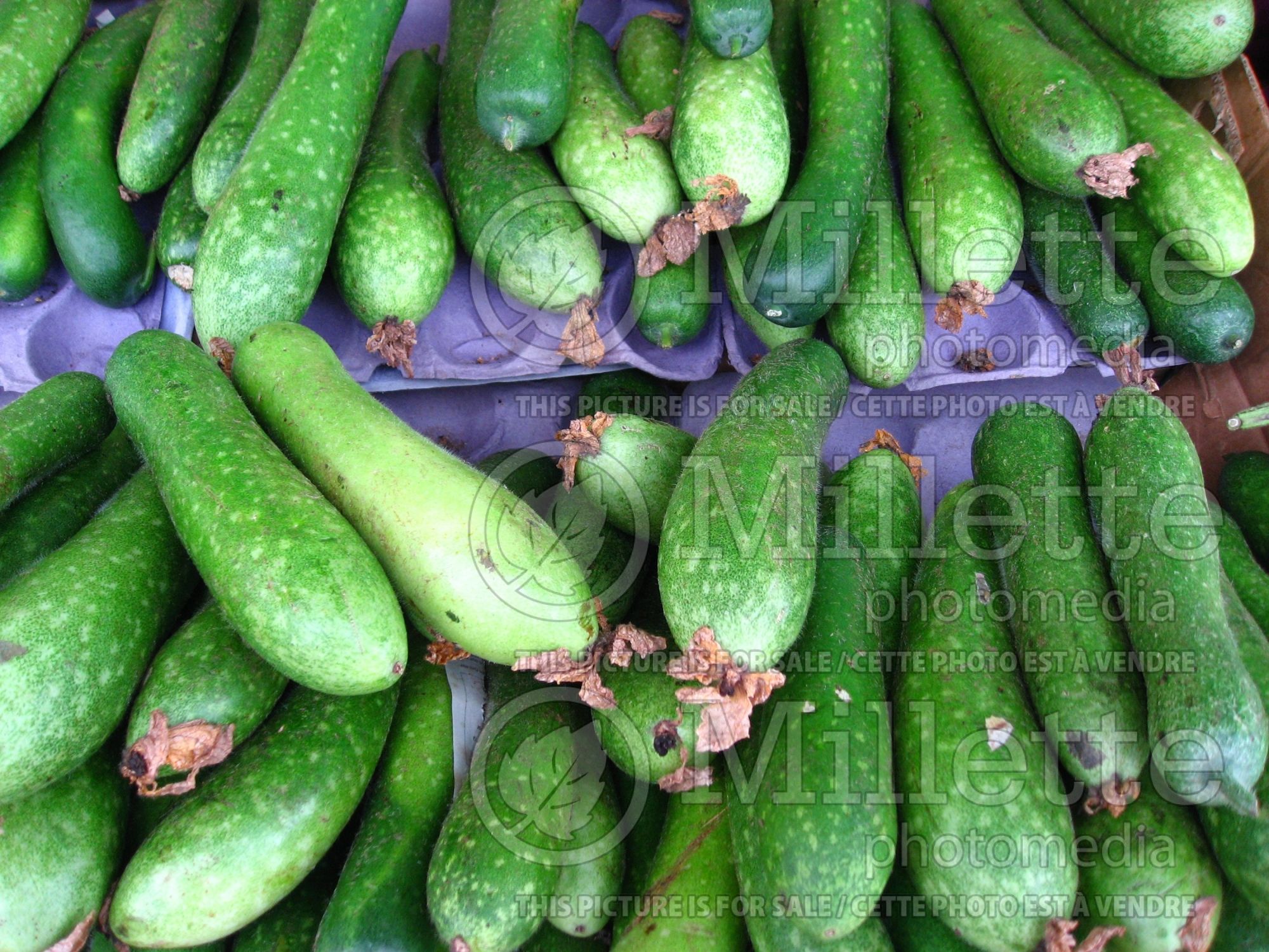 Benincasa hispida var. chieh-qua (wax gourd vegetable - courge) 1