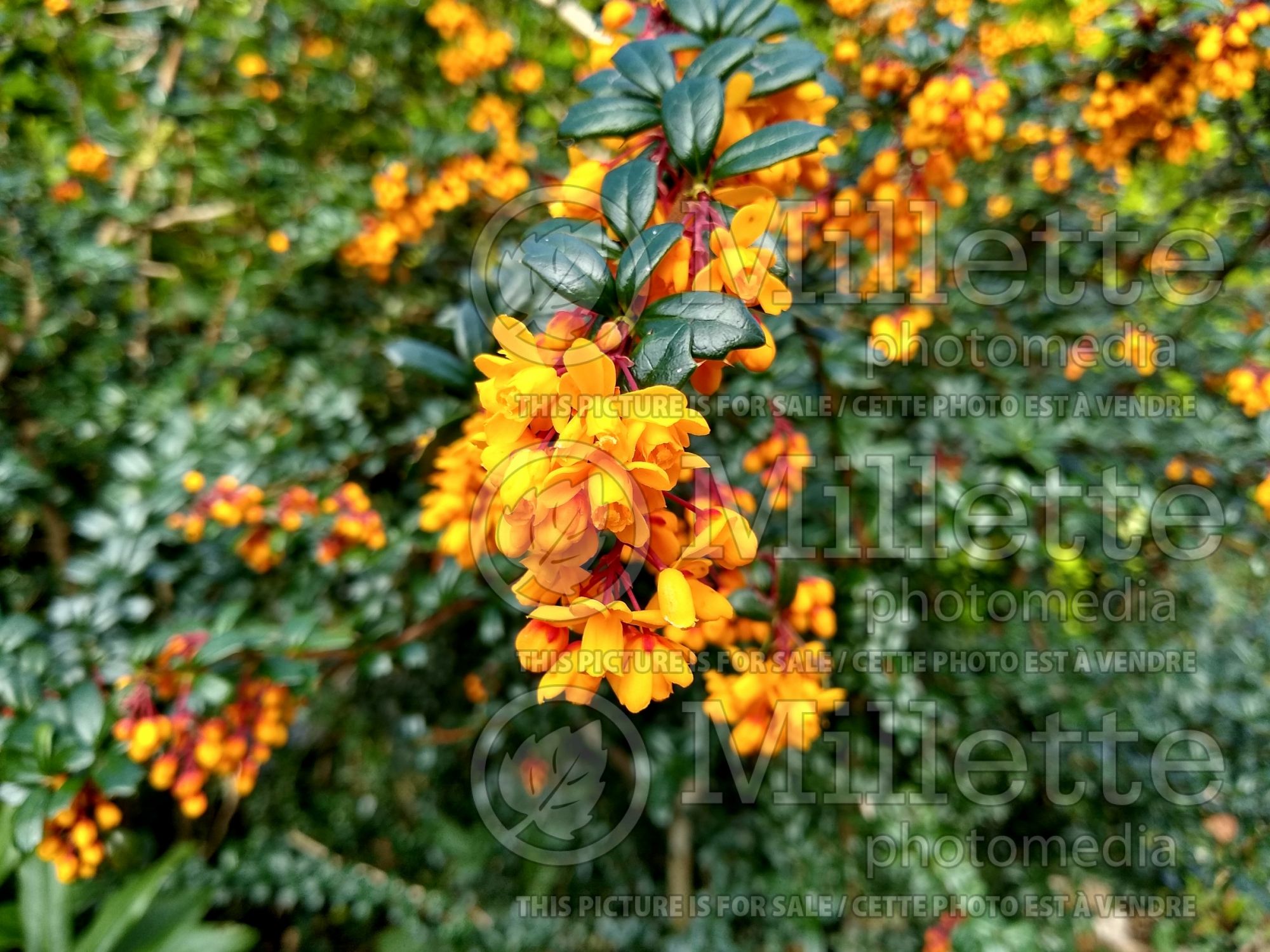 Berberis darwinii (barberry) 2