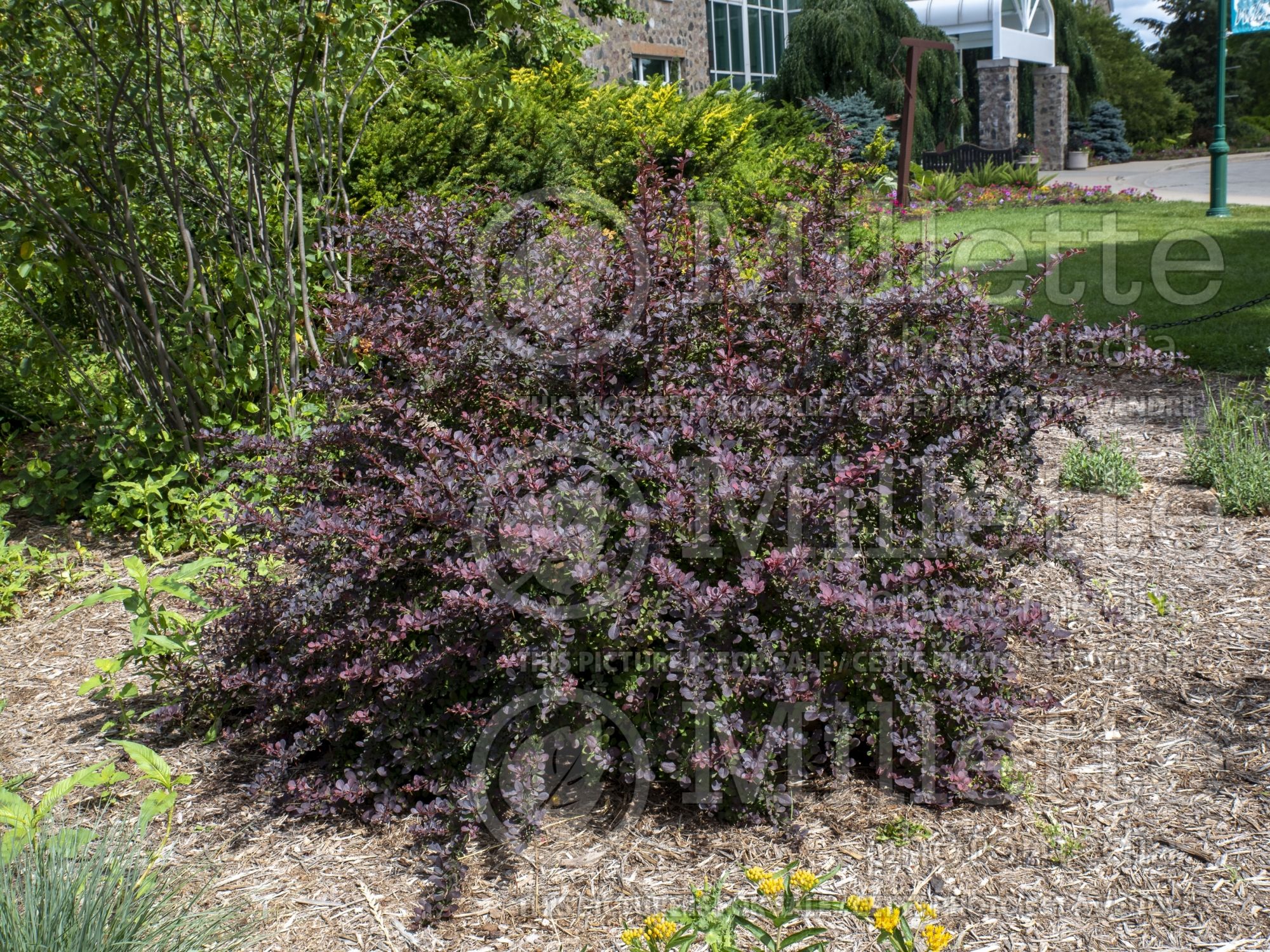 Berberis Burgundy Carousel (Japanese Barberry) 1