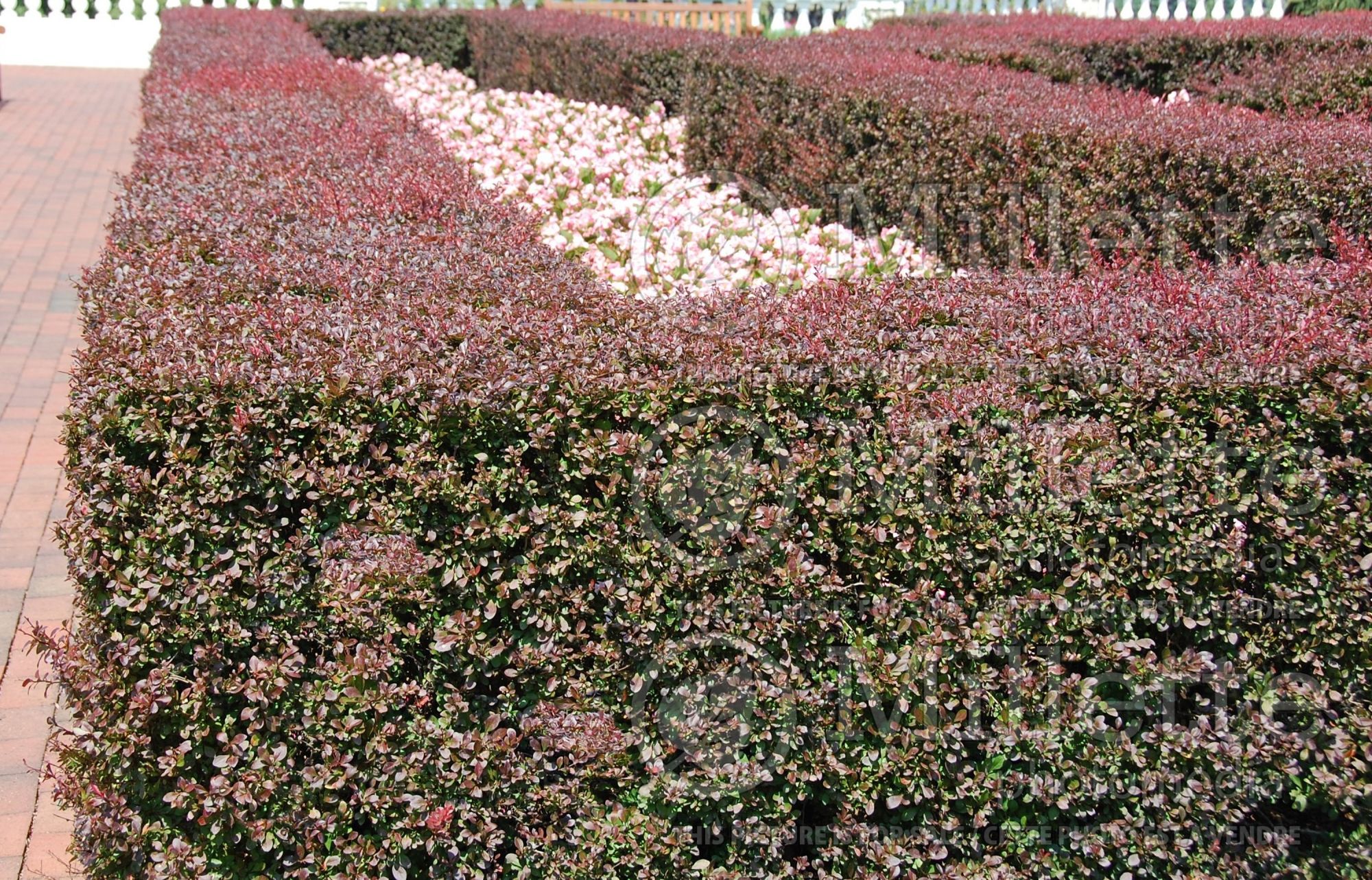 Berberis - Barberry hedge 1