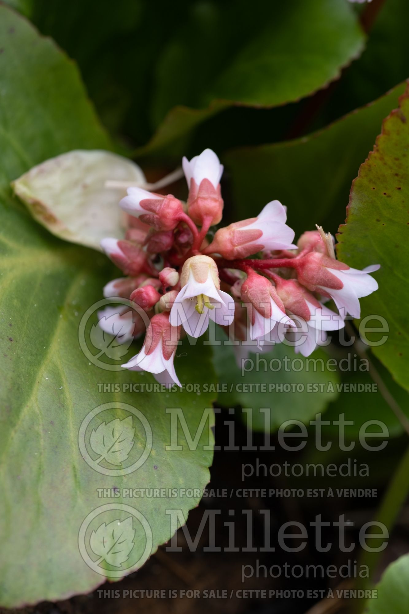 Bergenia Bressingham White (Pig Squeak) 5