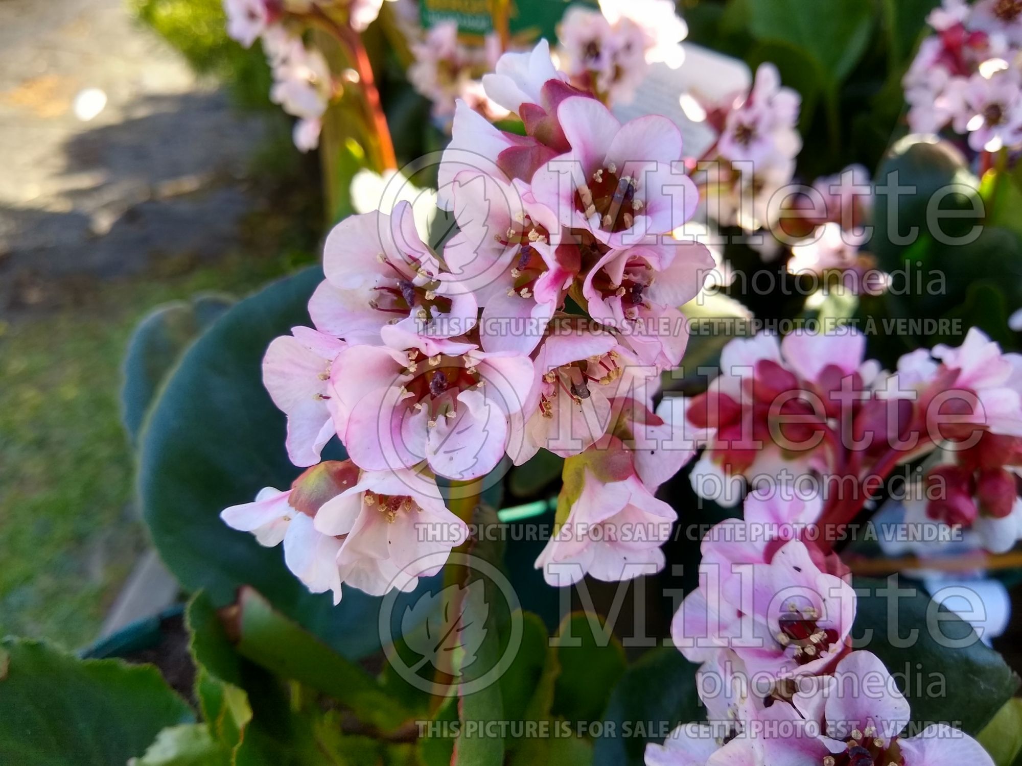 Bergenia Harzkristall (Frilly Bergenia) 1