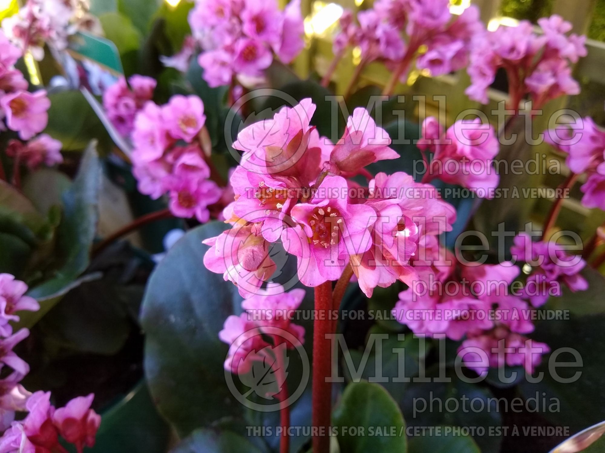 Bergenia Rose Crystal (Frilly Bergenia) 1