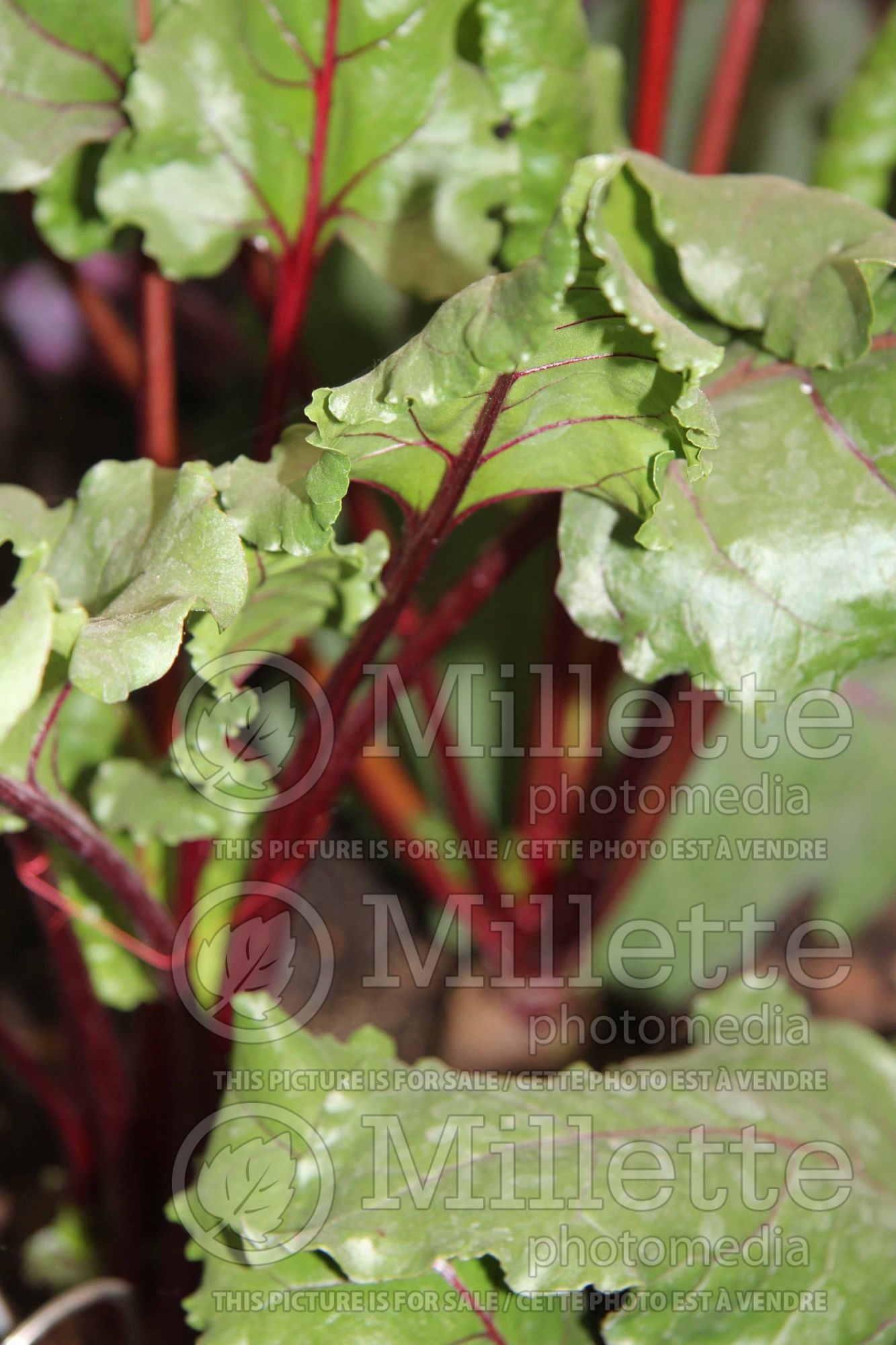 Beta Alto (Beetroot vegetable) 1