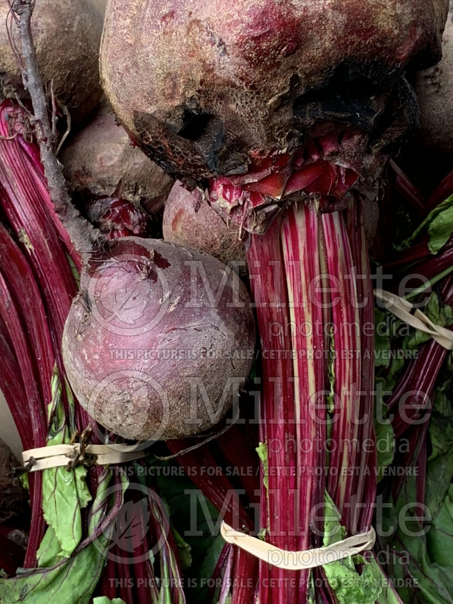 Beta vulgaris (Beet vegetable) 4