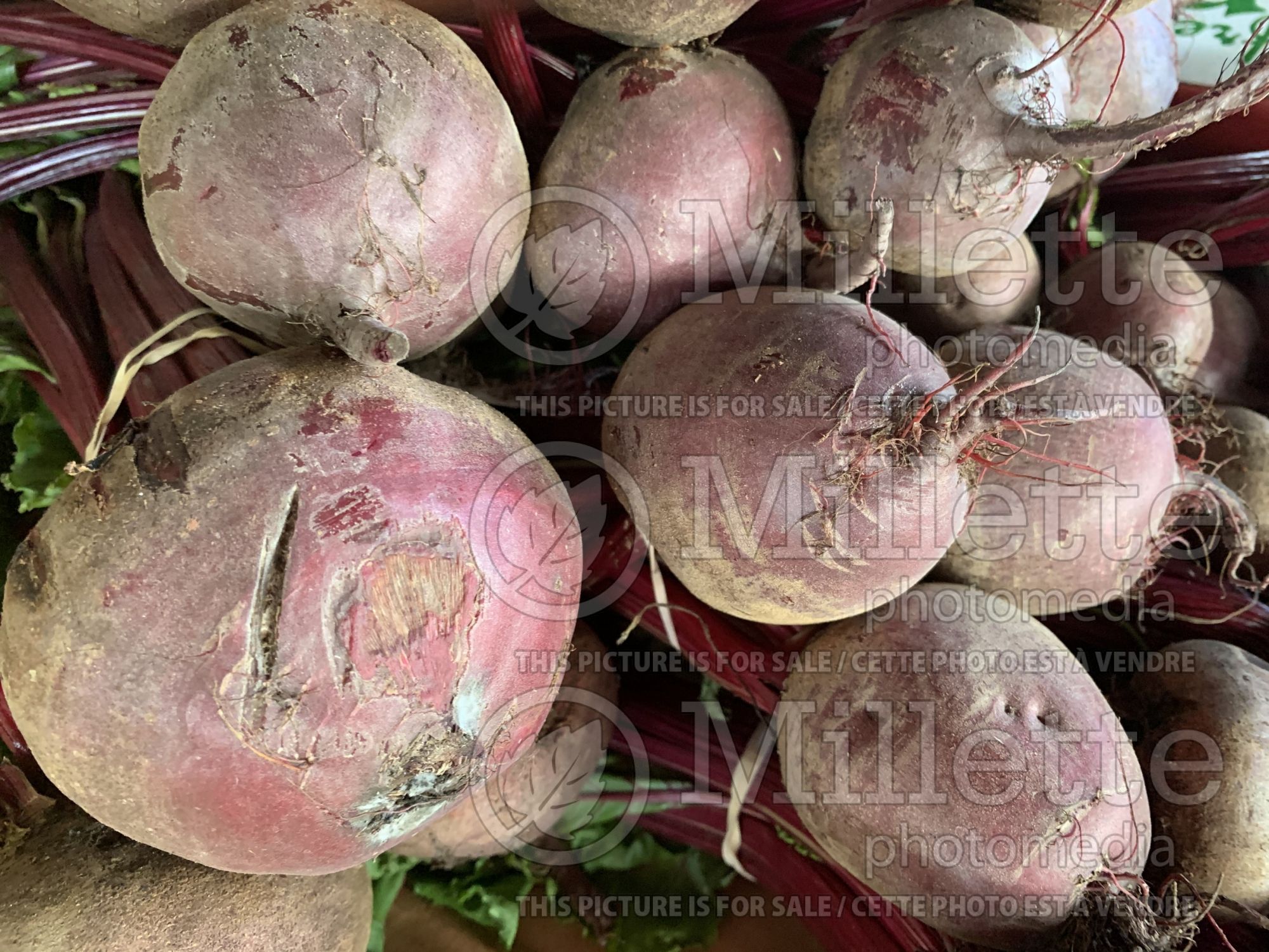 Beta vulgaris (Beet vegetable) 2