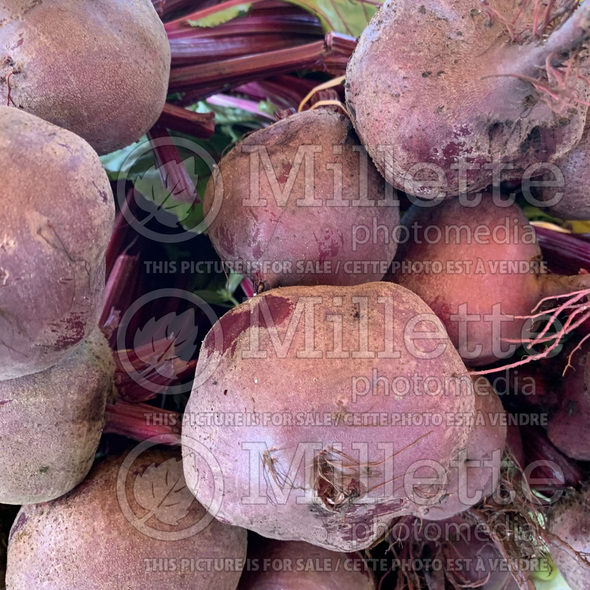 Beta vulgaris subsp. vulgaris var. conditiva (beets vegetable - betterave) 5