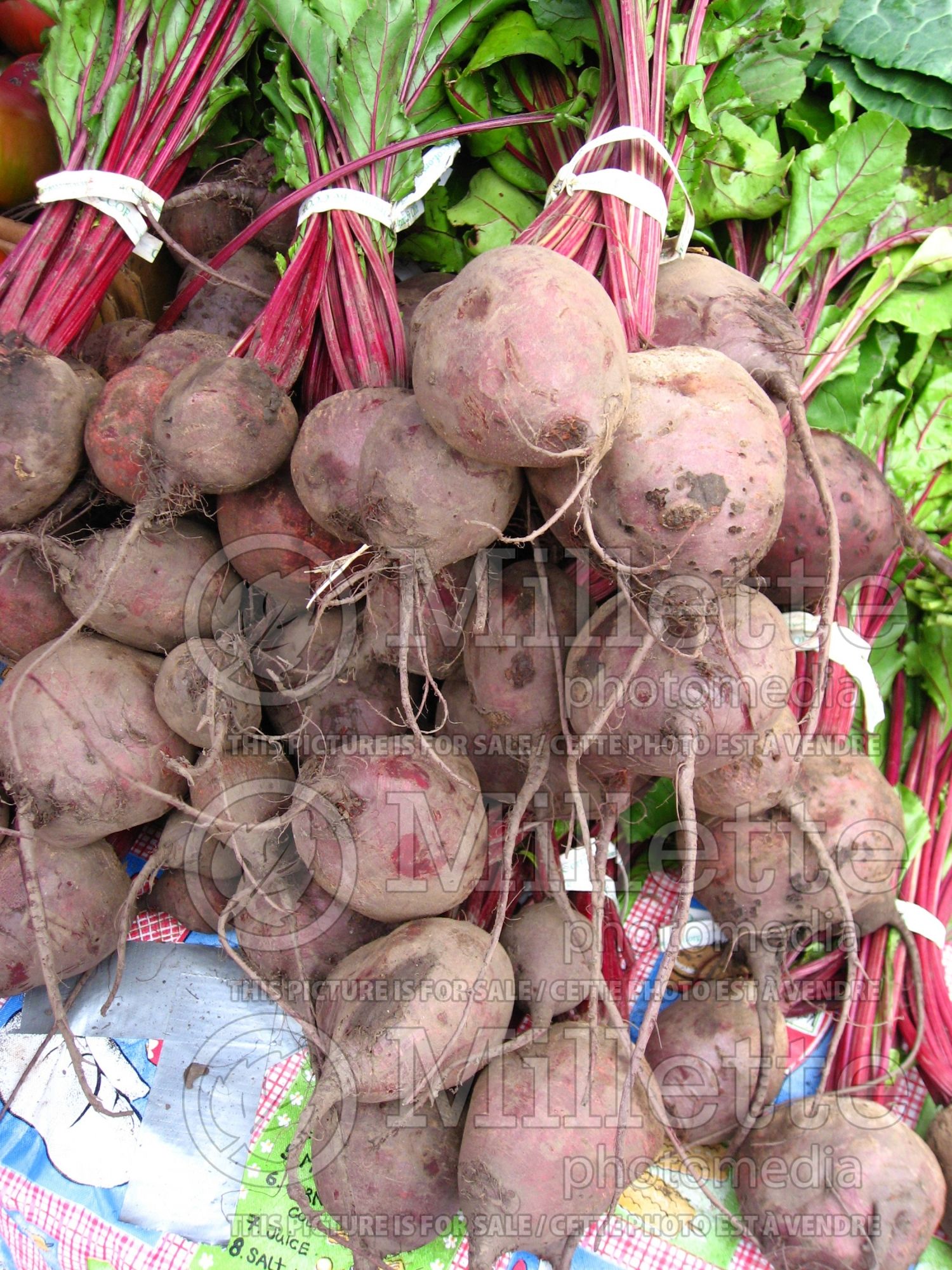 Beta vulgaris subsp. vulgaris var. conditiva (beets vegetable - betterave) 8