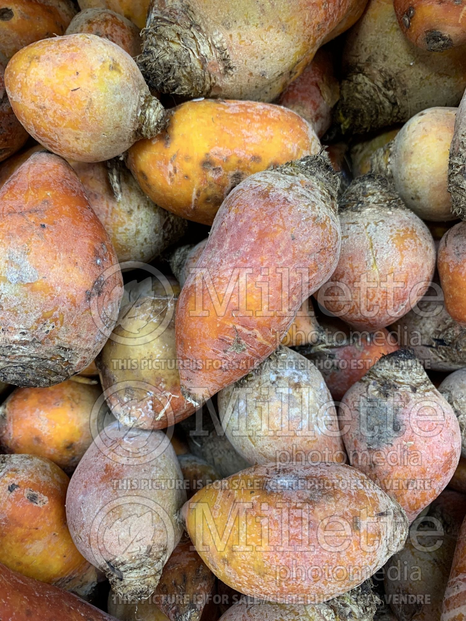 Beta vulgaris (Golden Beet vegetable) 1