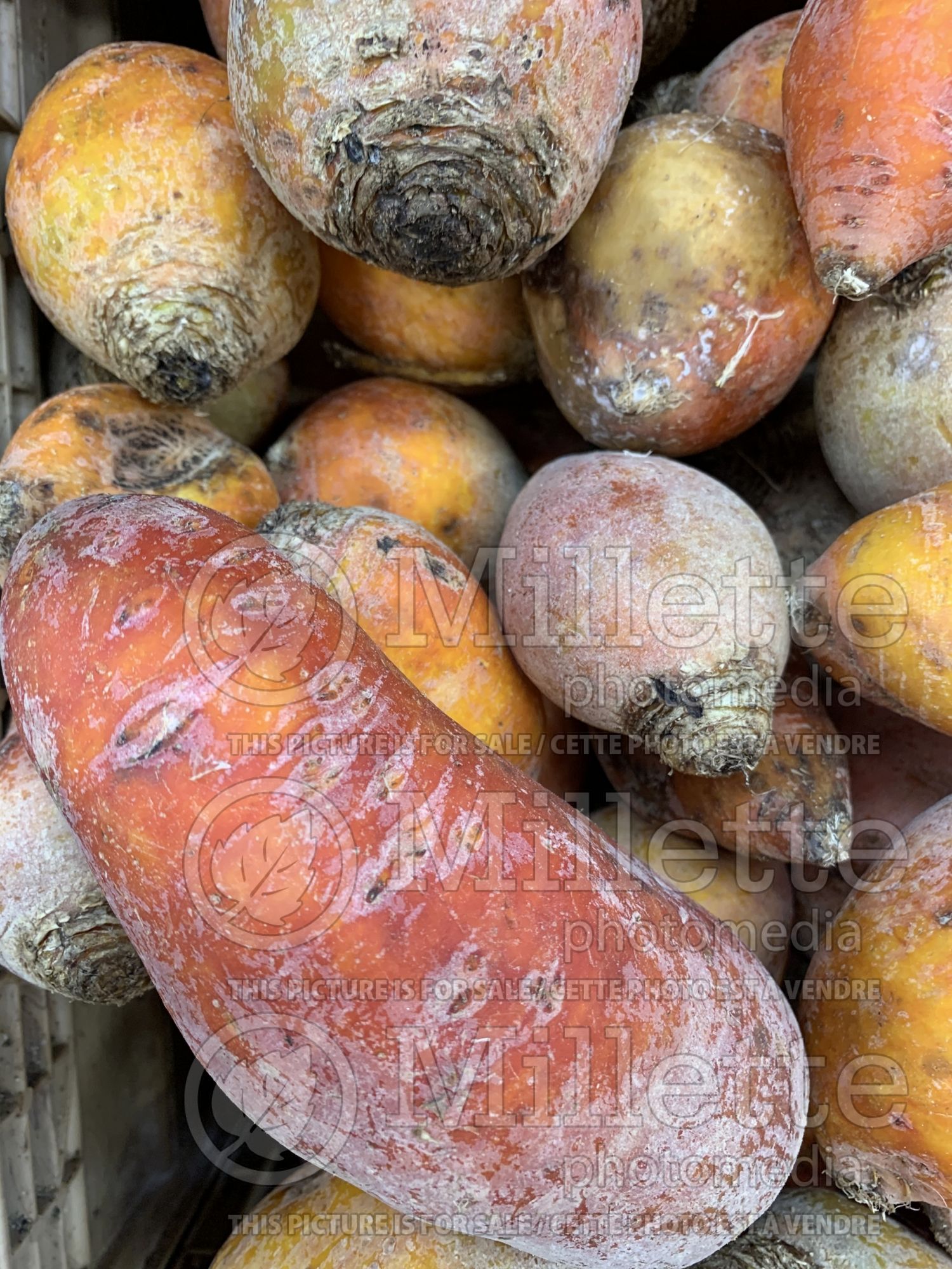Beta vulgaris subsp. vulgaris var. conditiva (beets vegetable - betterave) 7