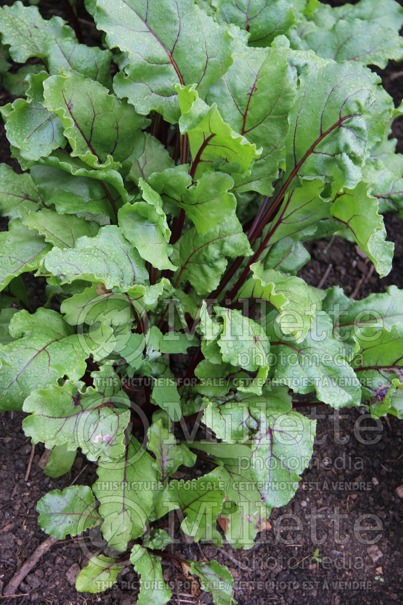 Beta Boston (beetroot vegetable) 1