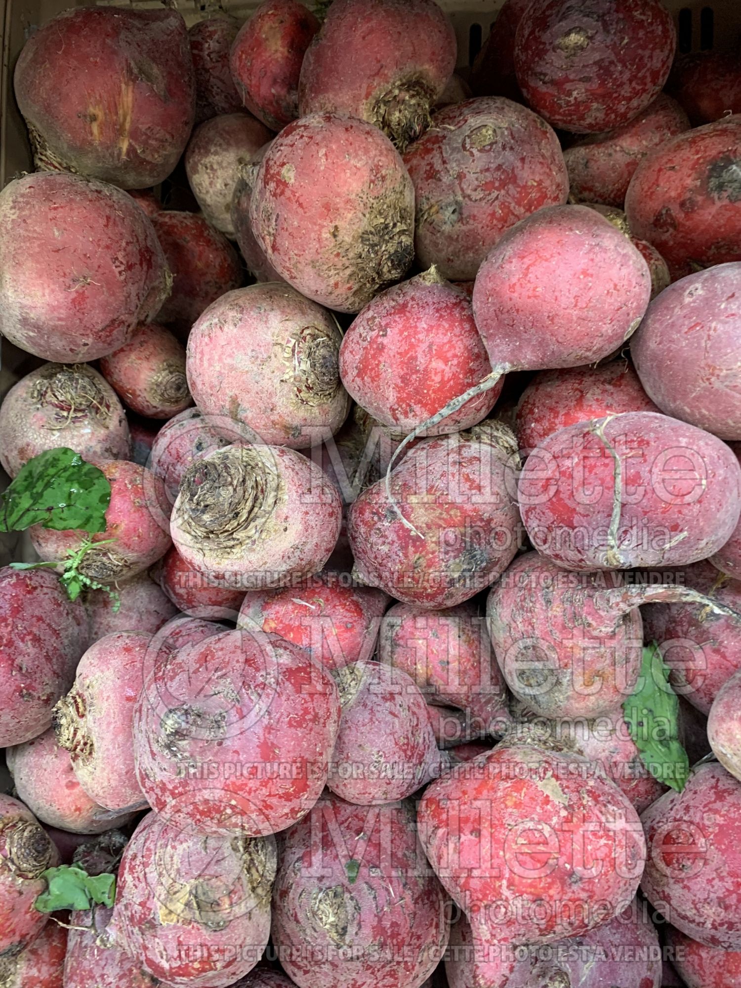 Beta Chioggia aka Candystripe aka Bulls Eye (Beet vegetable) 6