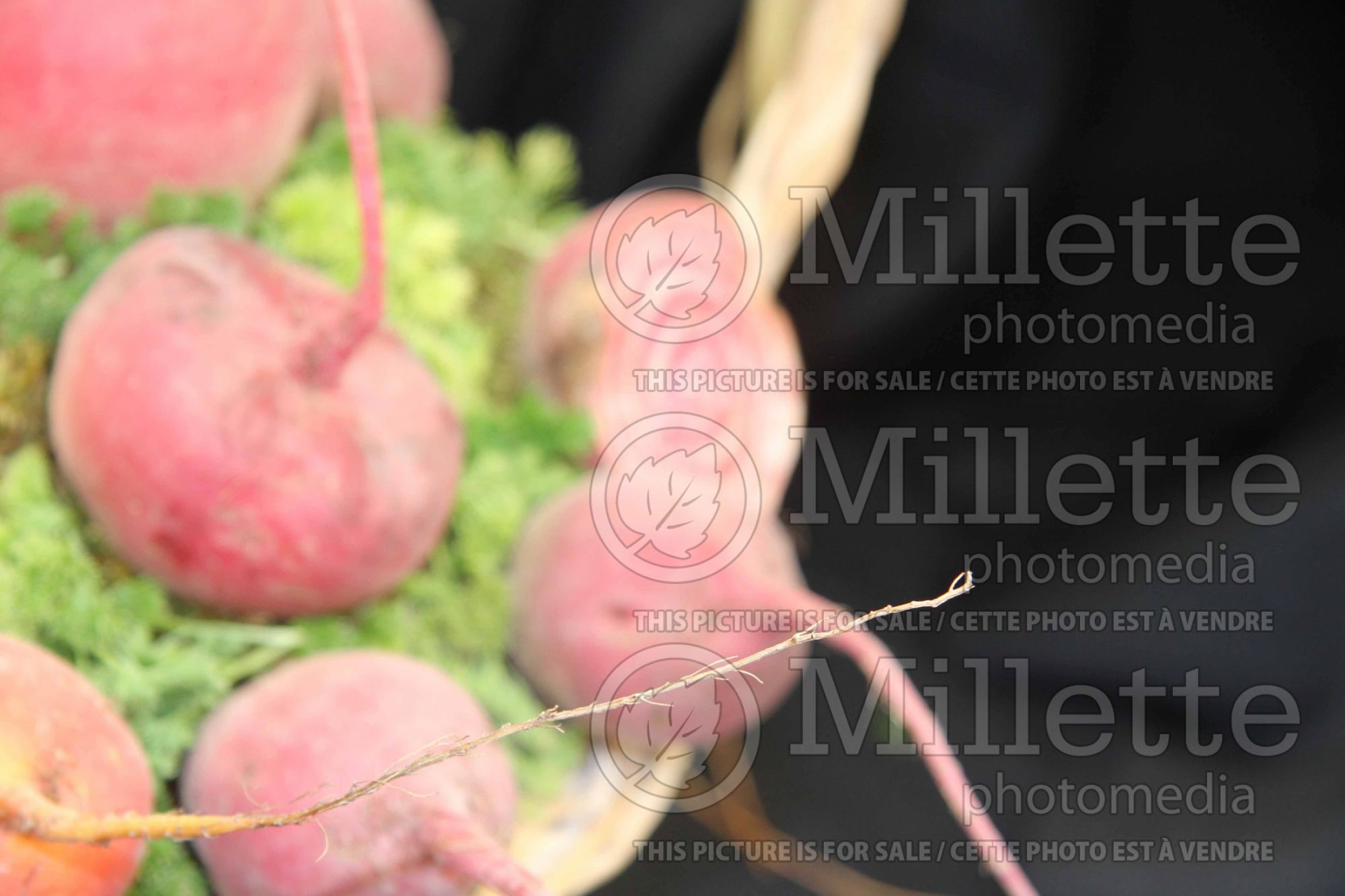 Beta Chioggia aka Candystripe aka Bulls Eye (Beet vegetable) 5