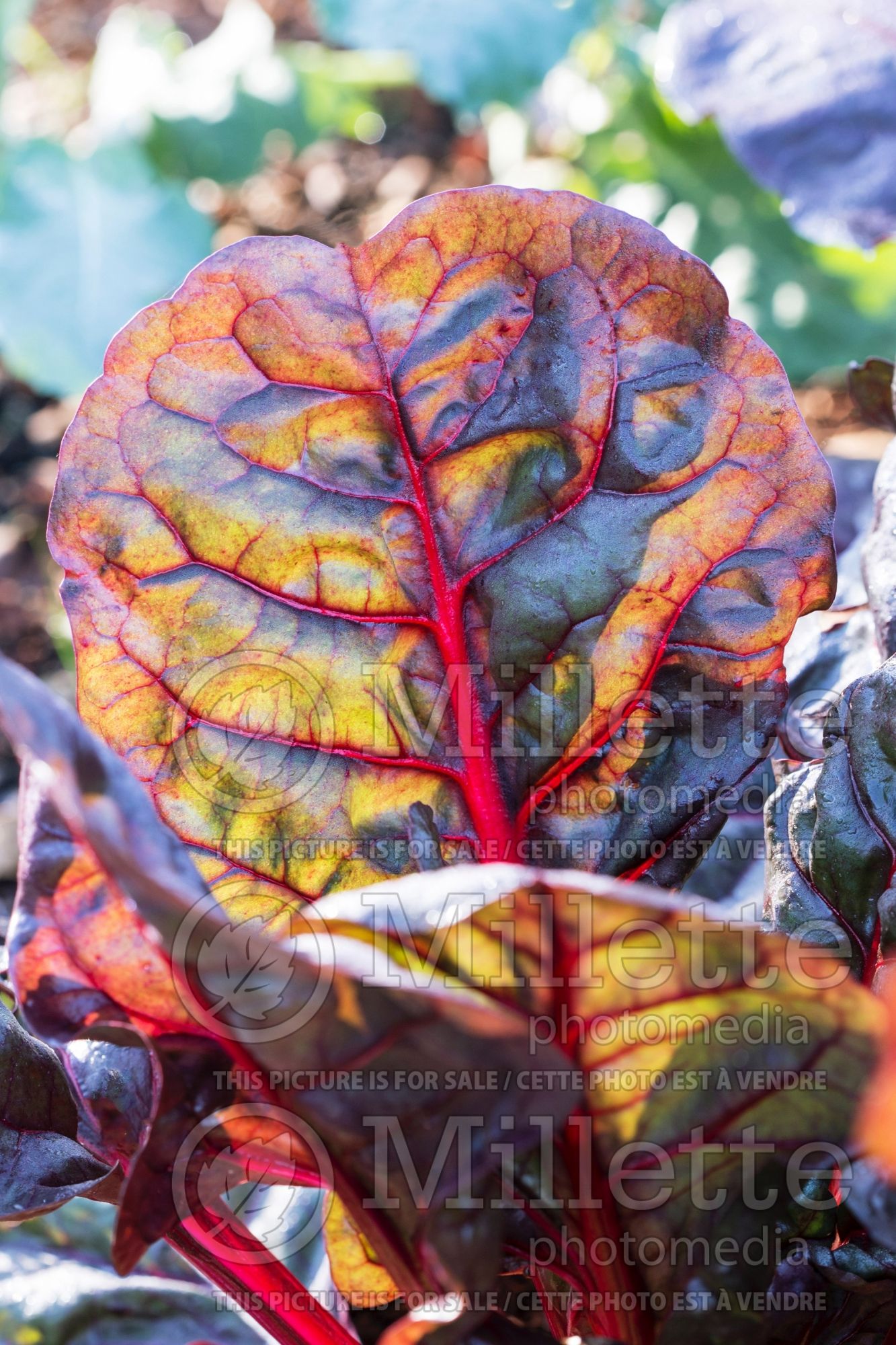 Beta Red Magic (Swiss Chard) 1